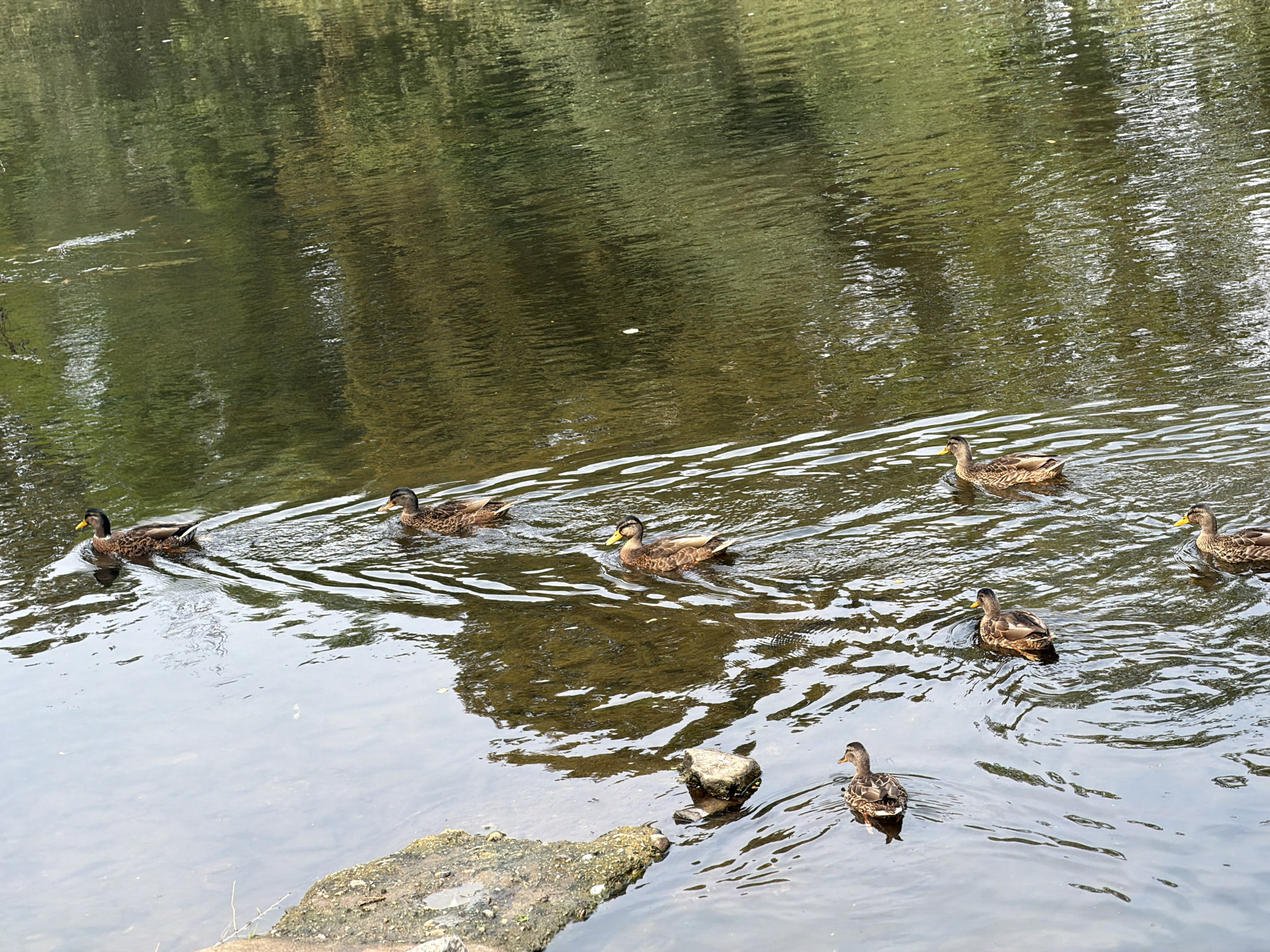 The image depicts a group of seven ducks swimming in a body of water. The water surface reflects the surrounding trees and vegetation, creating a dappled green and brown pattern. The ducks are predominantly brown and black with some exhibiting yellow beaks. One duck is in the foreground closer to the right edge of the frame, while the others are spread across the midground and background of the water. In the lower left corner, a portion of a rocky bank is visible. The overall scene suggests a natural outdoor environment.