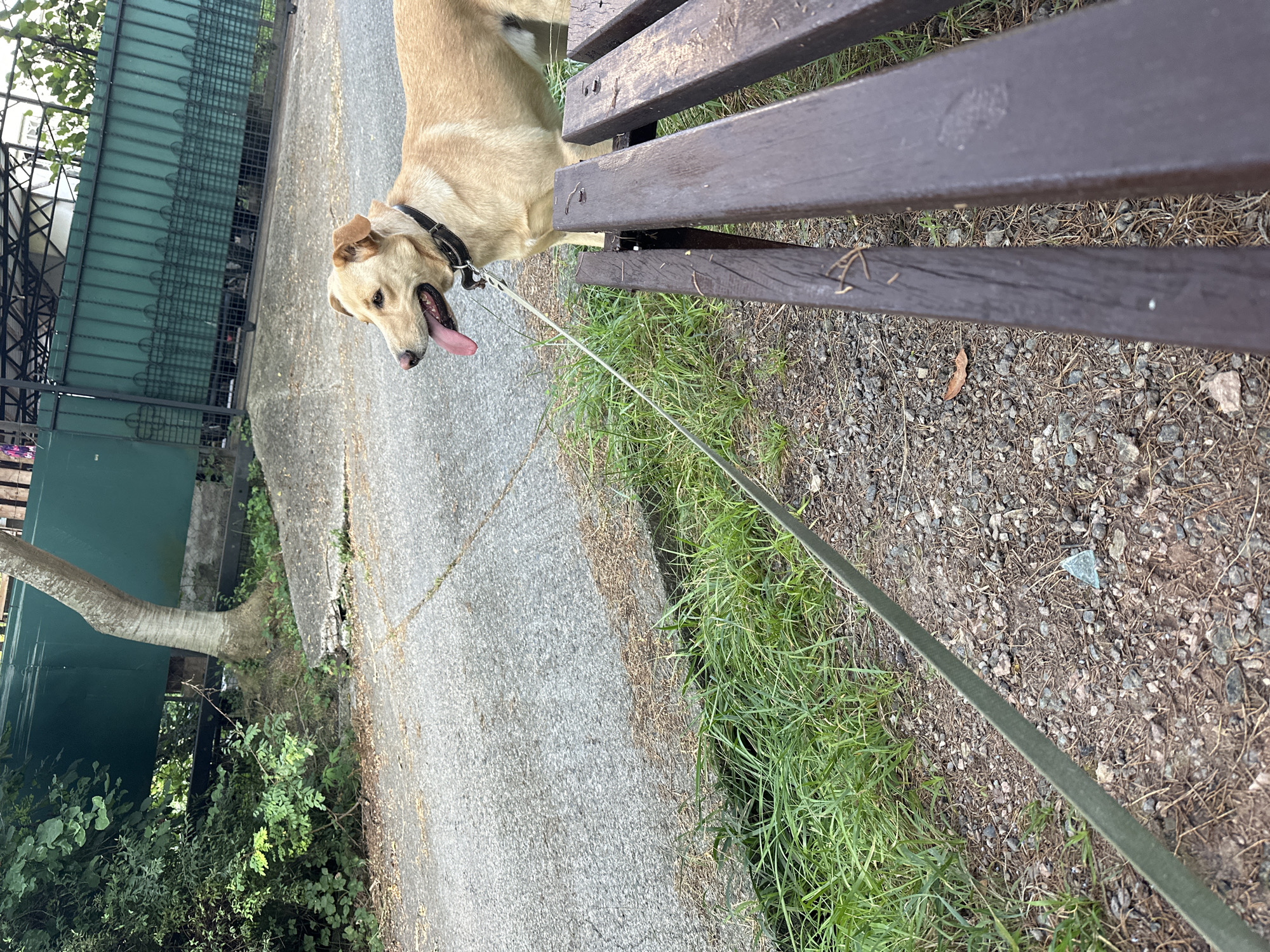 A medium-sized, tan-colored dog on a leash stands next to a brown wooden bench in an outdoor setting. The dog is panting with its tongue hanging out. The leash extends to the left, across a gravel path and lush green grass. In the background, a textured concrete surface leads towards a green metal fence and foliage. The environment appears to be a residential area, possibly in the Matsesta Microdistrict, Russia, given the architectural style of the fence and the overall landscaping.