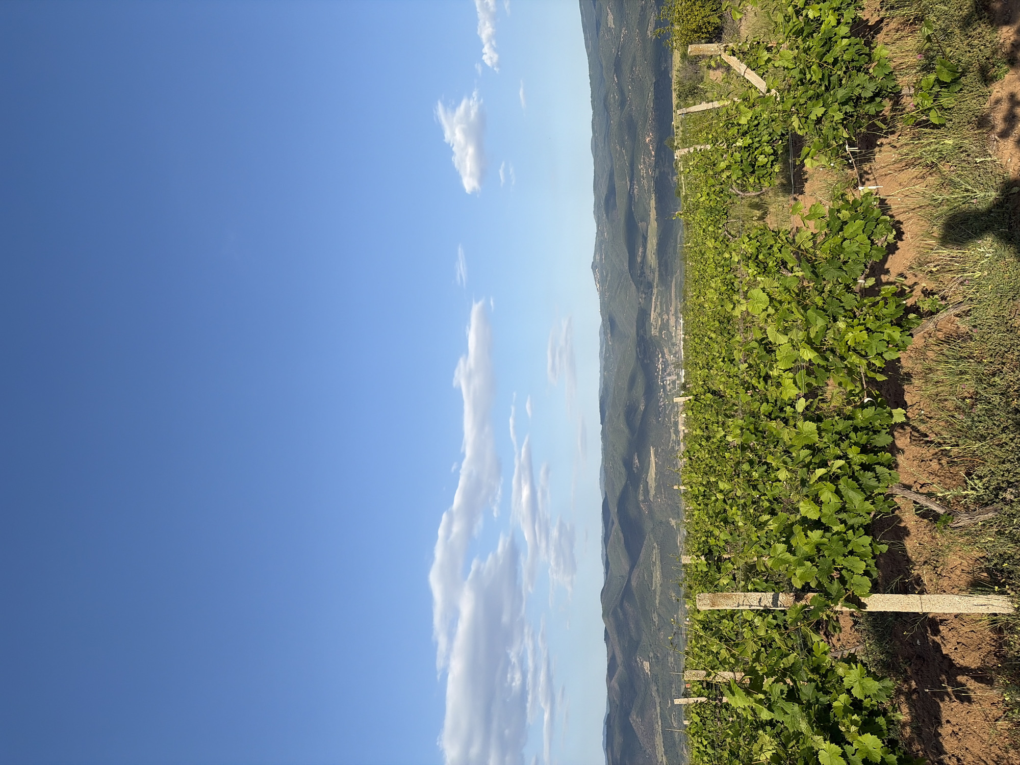 The image shows a vineyard in an unknown location. The rows of grapevines are supported by wooden posts. In the background, there are mountains and a blue sky with scattered clouds.