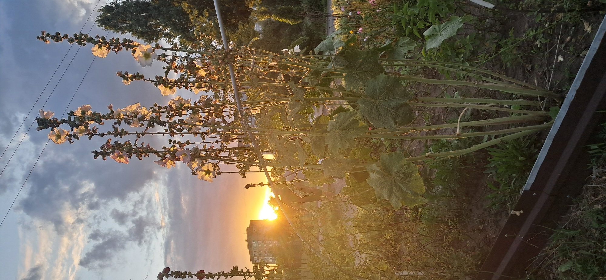 This is a medium-shot, eye-level, vertical photograph taken in Horishni Plavni, Ukraine, during sunset. The foreground features several tall, slender plants with large, green leaves and delicate, light-colored flowers at their tops, some of which are backlit by the setting sun. The plants are growing in what appears to be a garden bed, bordered by a dark brown, corrugated metal edging. Behind the plants, the sun is setting, casting a warm, golden glow over the scene. The sun is partially obscured by clouds, creating a dramatic sky with hues of orange, yellow, and grey. In the middle ground, to the left of the frame, a multi-story apartment building is visible, silhouetted against the bright sunset. Power lines run horizontally across the upper portion of the sky. The background consists of trees and foliage, with more of the apartment building and a road visible further in the distance. The overall atmosphere is serene and captures a typical urban landscape at dusk.