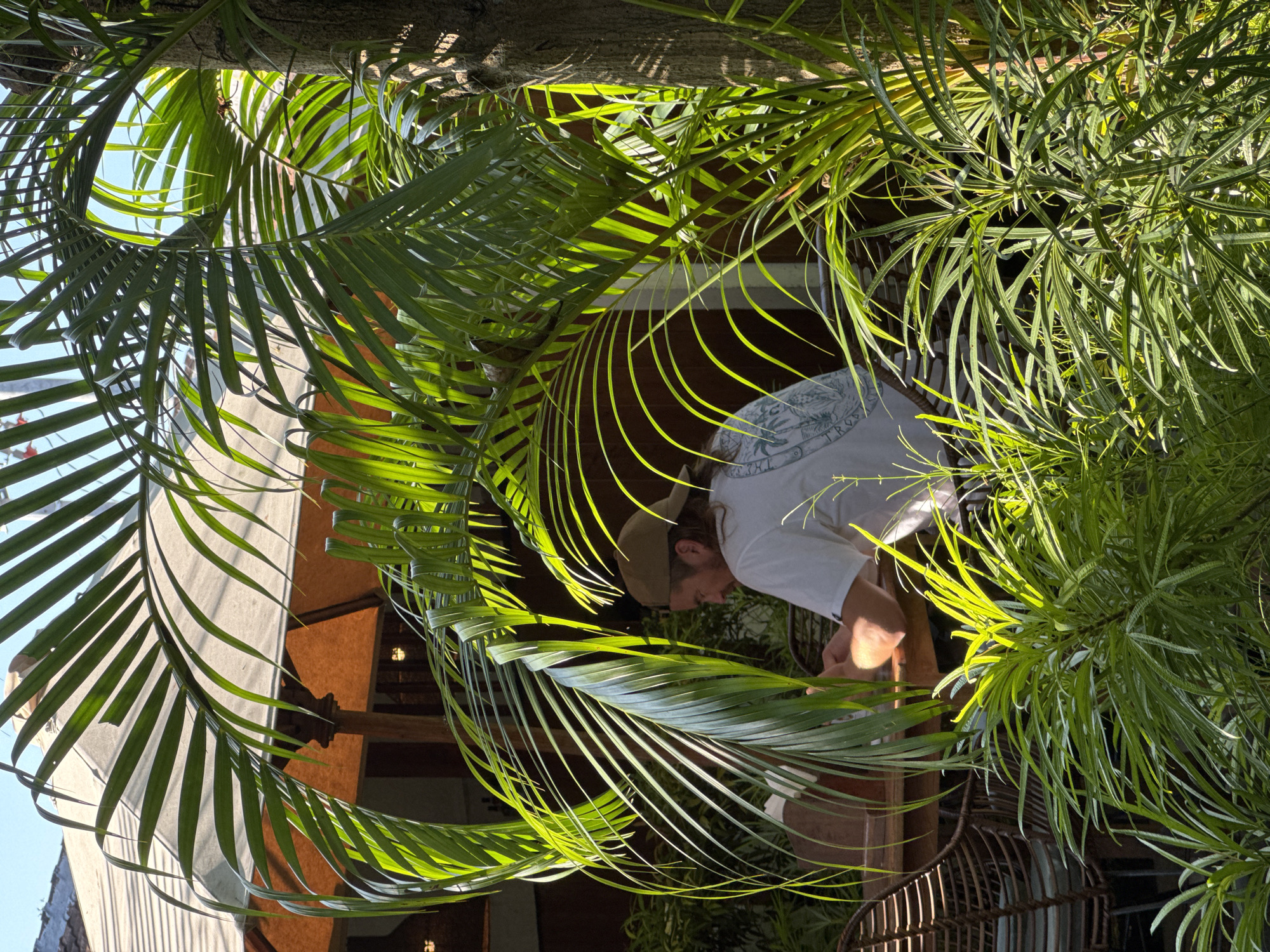 Captured from a low angle, the image shows a man in a light-colored shirt and hat tending to lush, verdant tropical foliage. He is situated amongst numerous palm fronds, which partially obscure the background. Fragments of a building, constructed with wooden architectural features, are visible behind the foliage. The location is North Kuta, Indonesia.