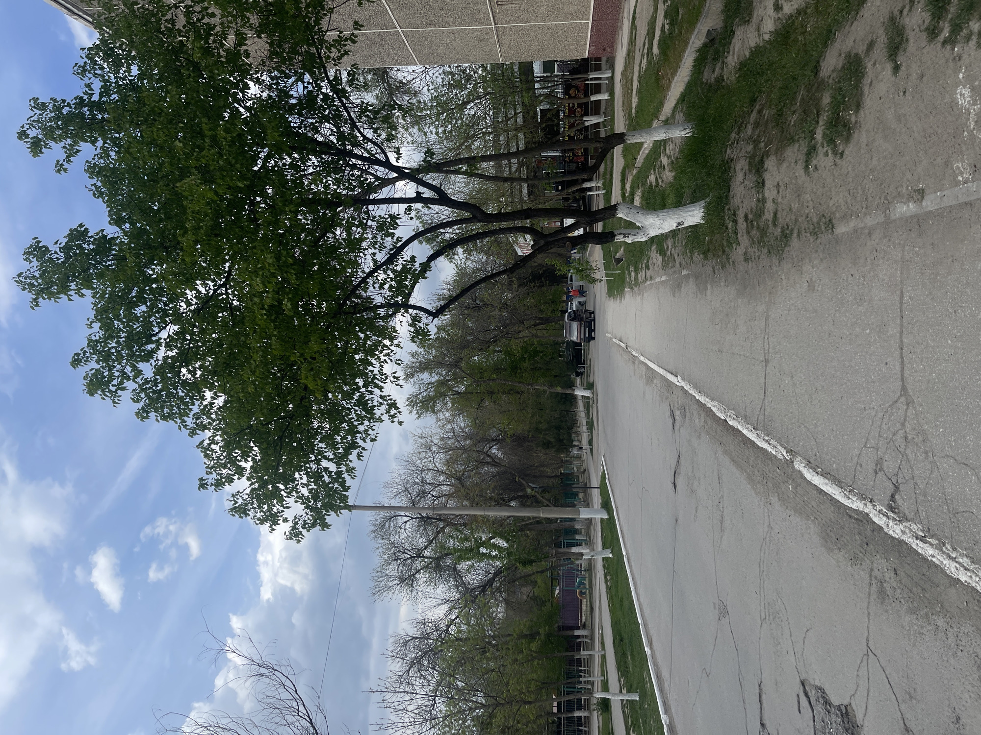 The image shows a street in Navoiy City, Uzbekistan. The street is paved and lined with trees on both sides. Some trees have their lower trunks painted white. There are buildings along the street, including one with a gray facade. There are a few vehicles parked on the side of the street. The sky is visible above the trees, with some clouds. There is a sidewalk adjacent to the road and green space on the other side.
