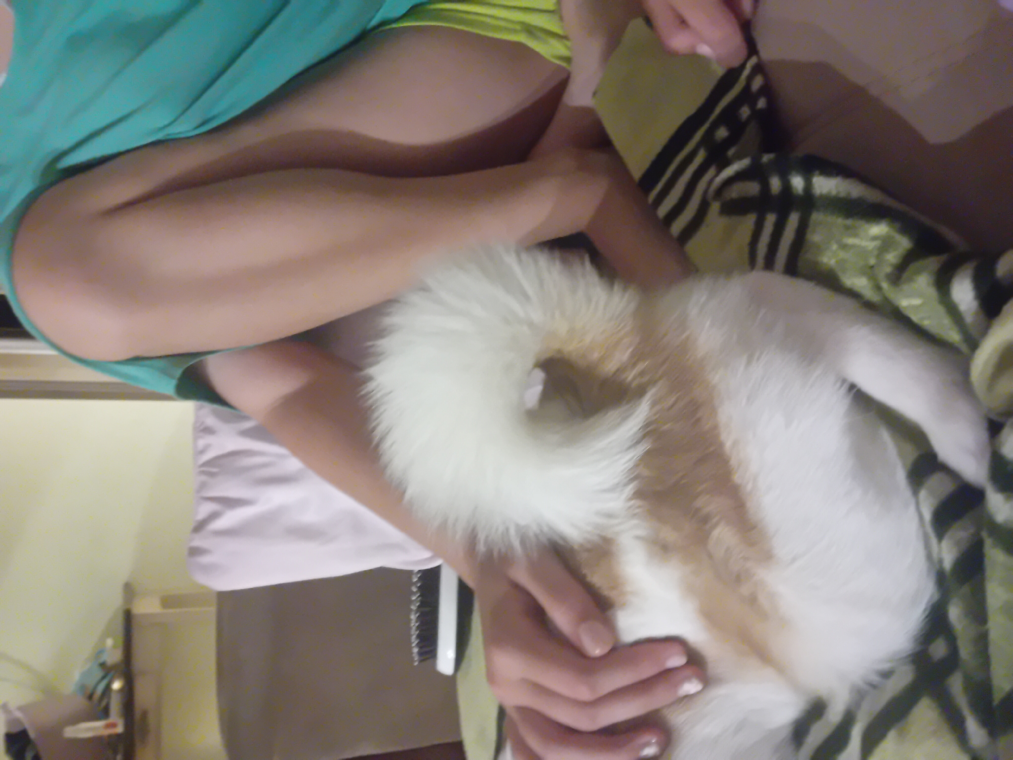 A person, with their legs crossed, is seated on a couch covered with a patterned blanket. Their hands are visible, one resting on a fluffy white and tan dog's tail, which is curled upwards. A black brush with a white base sits on a surface behind the dog. The person is wearing a turquoise shirt and neon yellow shorts. The background shows a light-colored wall and furniture. The image does not provide any information about the location in the city of Chuhuiv, Ukraine.