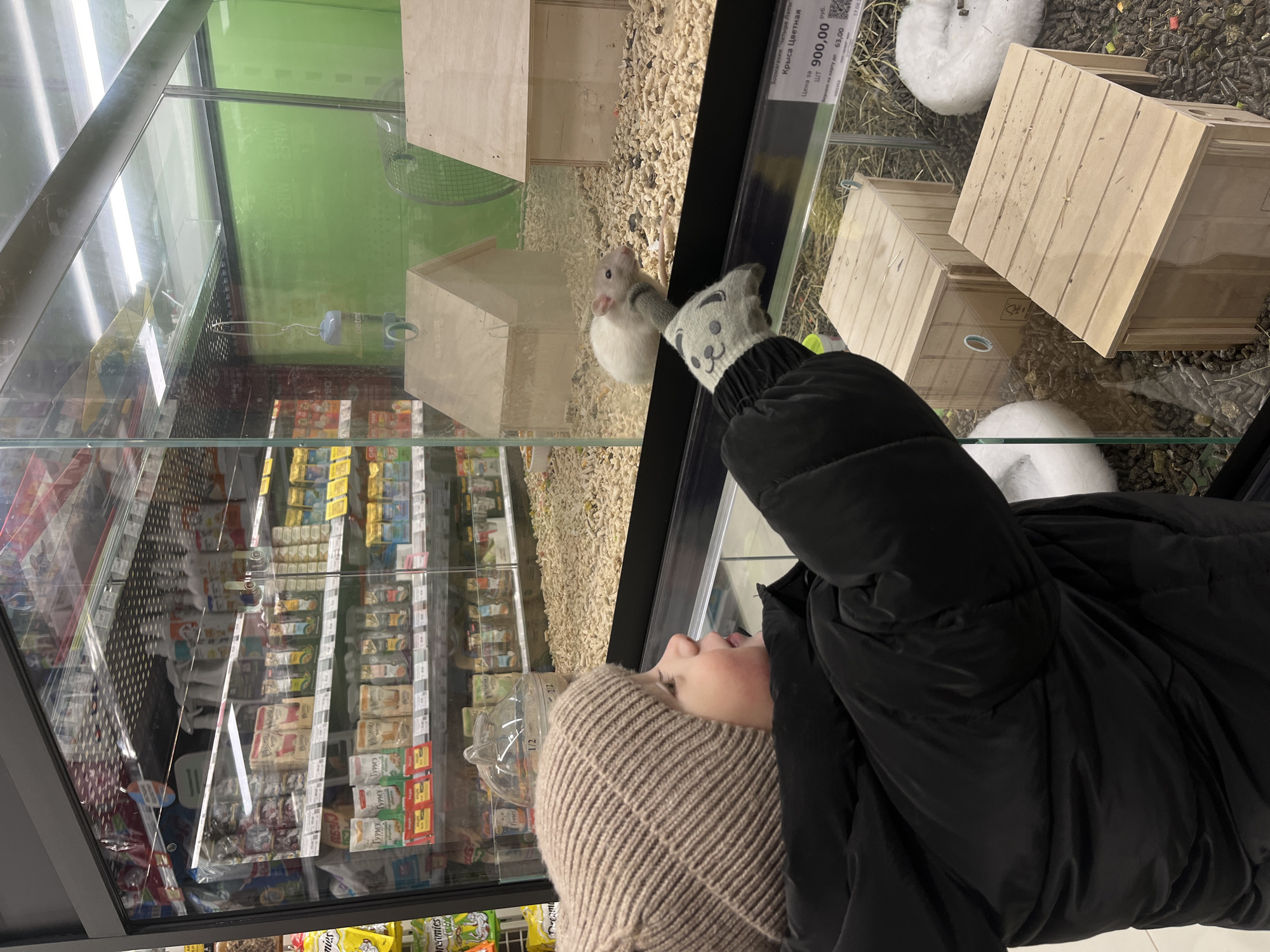 An indoor, eye-level shot captures a person, likely a child or young adolescent, observing a white rat in a glass enclosure at a pet store in Селекционер-2 Снт, Russia. The individual, seen from the chest up, wears a beige knitted beanie and a black puffer jacket, suggesting cool weather. Their right hand, adorned with a grey glove featuring a cartoon animal face, is close to the glass where the small, white rat is positioned.
The rat's enclosure contains wood shavings or similar bedding, small wooden houses, and a water bottle. A price tag on the glass is visible, reading "Зоомагазин "Четыре Лапы" (Pet Store "Four Paws"), "Крыса Цветная" (Colored Rat), and "Цена за ШТ 900,00 руб." (Price per piece 900.00 rub.). Other numbers like "63,00" and a partial date "17.04.2" are also present.
Reflections in the glass reveal store shelves stocked with various packaged goods, including pet food brands like "Dreamies" and "ГУРМЭ" (Gourmet), indicating a commercial retail environment. The overall lighting is bright and artificial, typical of an indoor store. The person appears engaged and curious, looking intently at the rat.