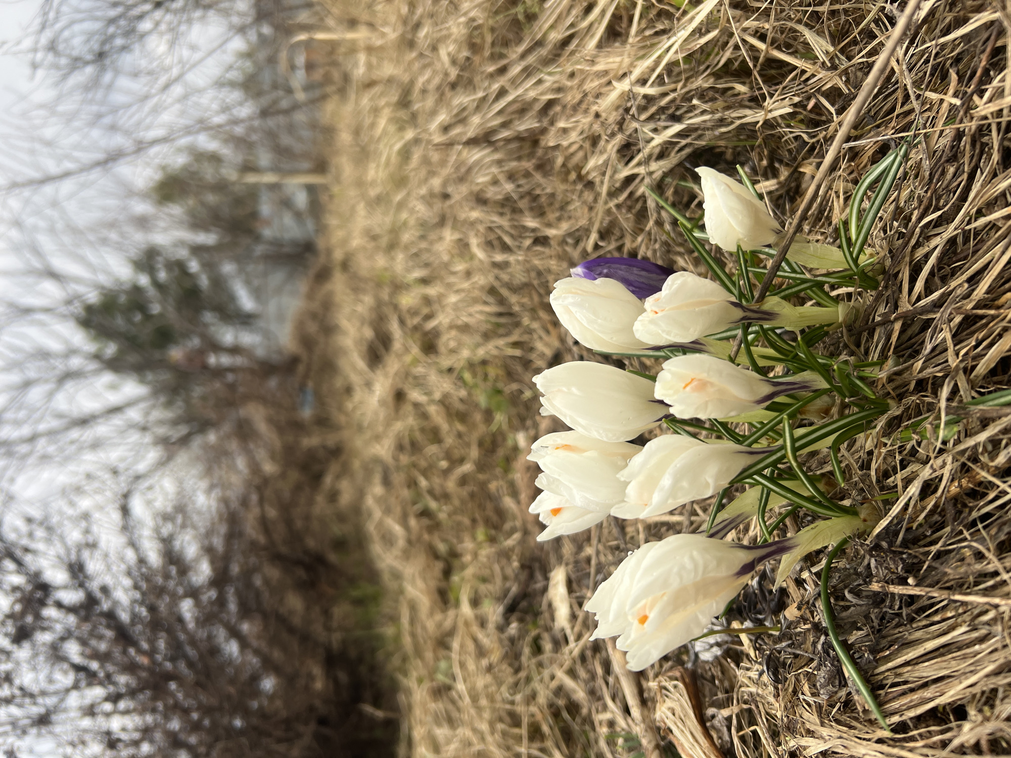 The image shows a patch of white and purple crocuses blooming amongst dry, brown grass. The scene appears to be at ground level. The background contains blurred trees and what seems like a fence. Given the request for a location in Kamskoe, Russia, it is reasonable to assume this scene is from a garden or park in that city during early spring. There are no people in the image.