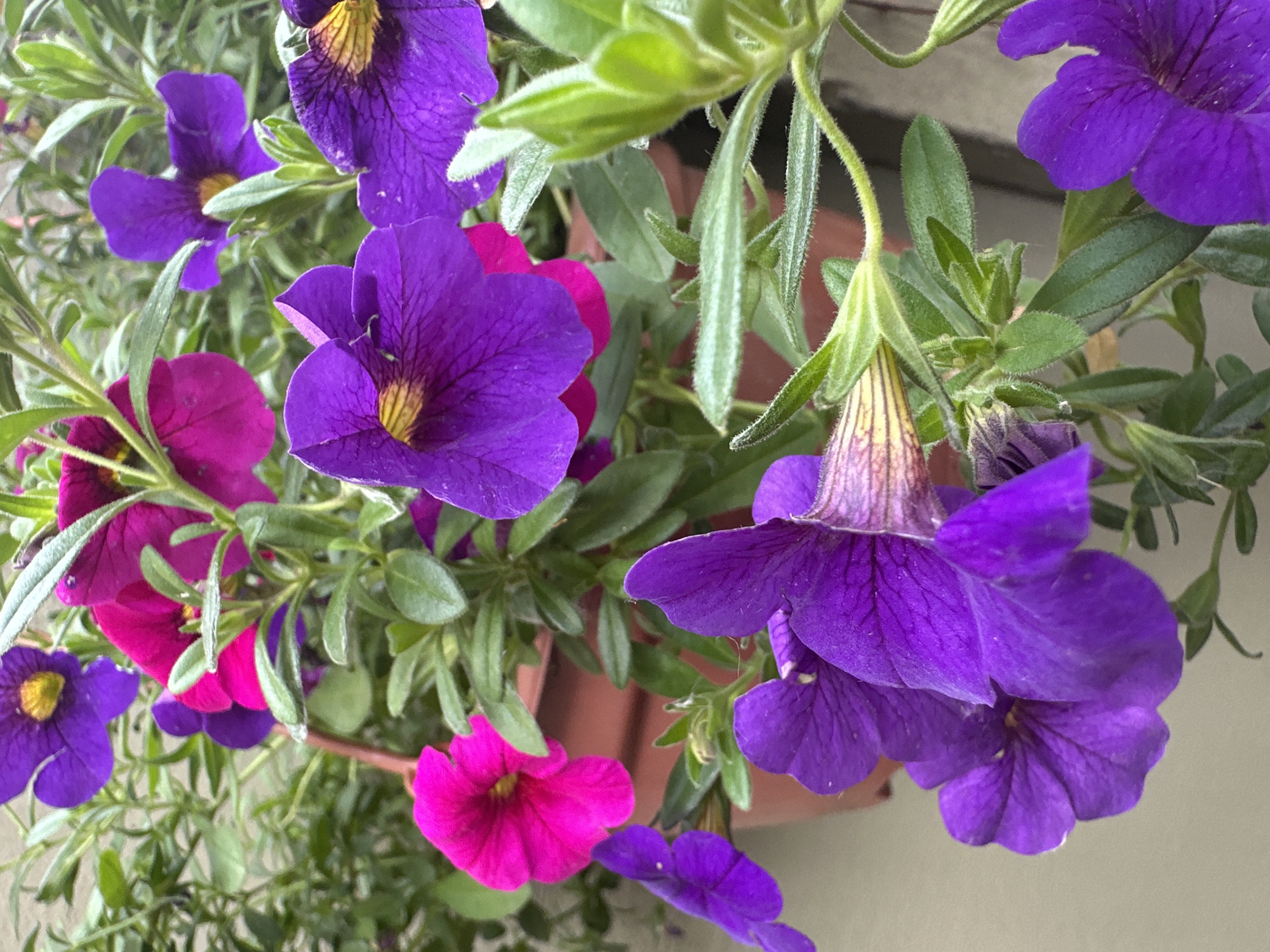 This is a close-up, high-angle shot of a hanging basket filled with vibrant purple and pink petunias. The flowers are the main subjects, with several in full bloom and others budding. The petals are detailed, showing a delicate texture and veining. Some of the purple flowers have yellow centers. Green foliage and stems intertwine with the blooms, creating a lush and natural appearance. The background is softly blurred, suggesting an outdoor setting, possibly a balcony or patio, given the presence of a terracotta pot visible behind some of the flowers. The lighting appears natural, indicating daytime, and there are no specific weather cues. There is no visible text in the image. The overall impression is one of natural beauty and vibrant color.