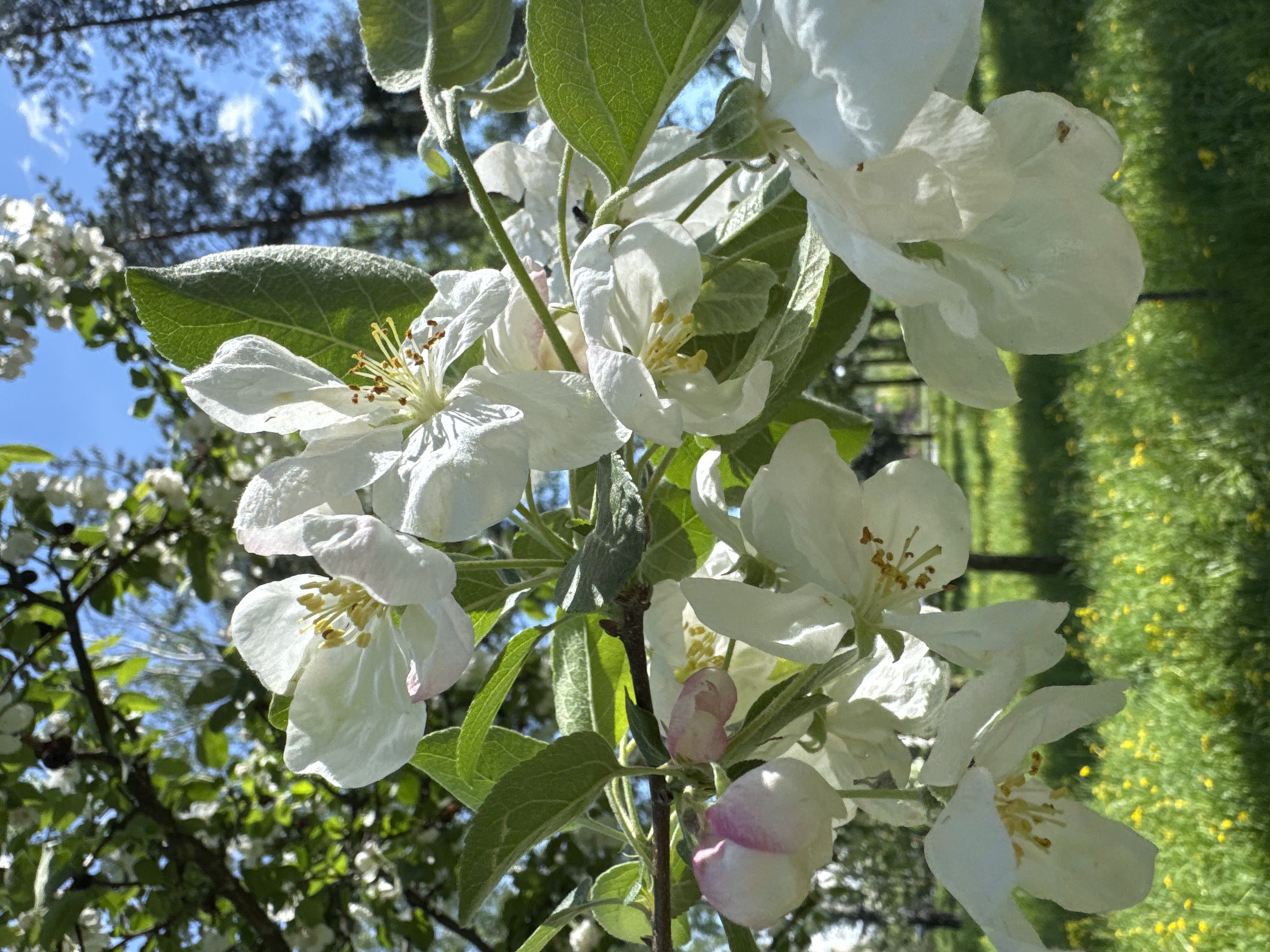 The image depicts a close-up of apple blossoms in bloom, likely in Saint Petersburg, Russia, given the context. The flowers are predominantly white with yellow centers, surrounded by green leaves. Some blossoms appear to be buds with a pink hue. The background includes glimpses of blue sky, tree branches, and green grass.