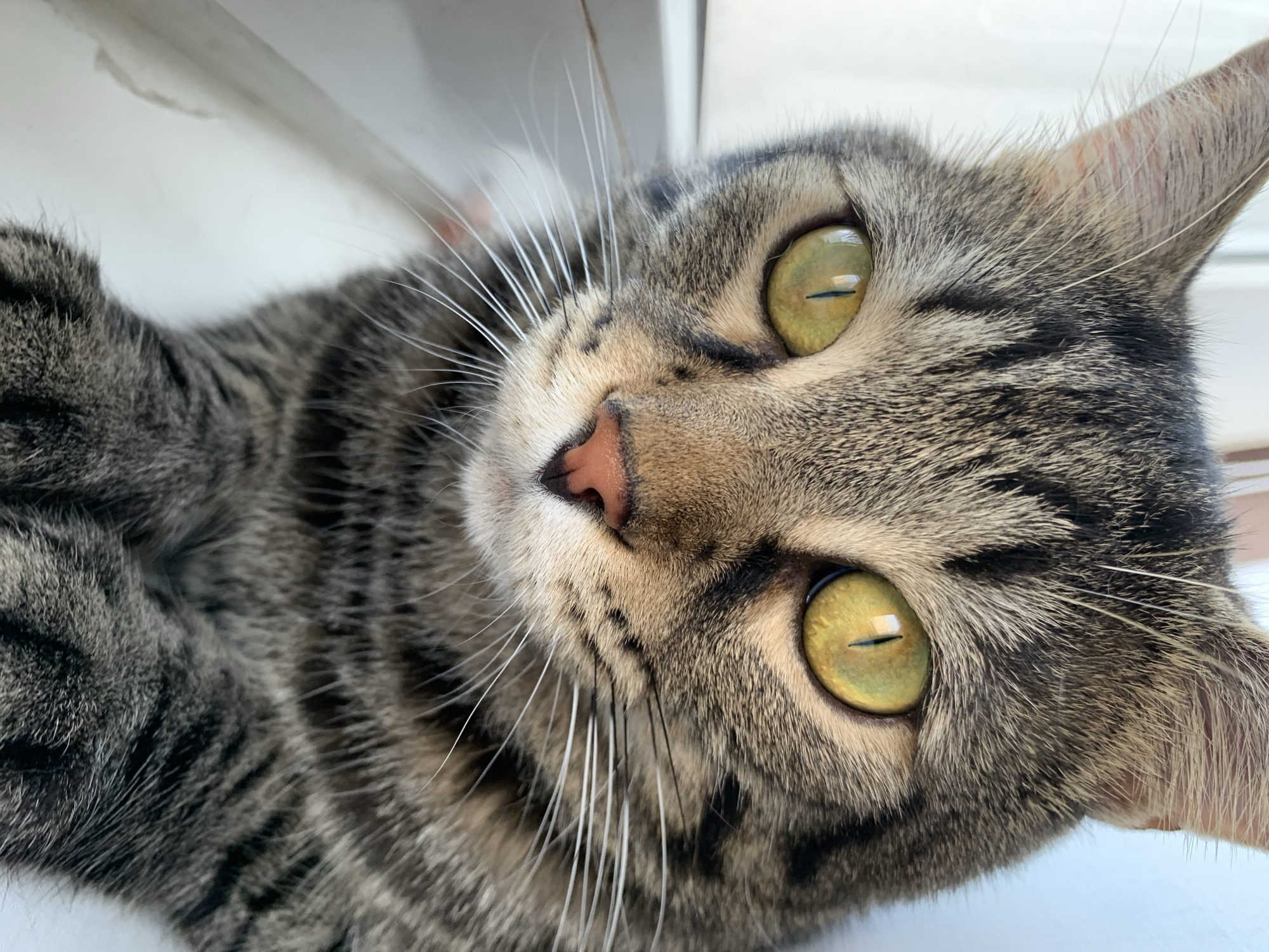 A close-up, eye-level shot captures the face of a domestic cat, likely a tabby, resting against a white surface that could be a windowsill. The cat's fur is a mix of brown, grey, and black stripes, with prominent whiskers. Its large, round eyes are a striking yellow-green with vertical pupils, reflecting light. The cat's pink nose is visible. The background is softly blurred, with the bright white surface occupying the left side of the frame. The overall lighting suggests a natural light source, possibly from a window. The image does not contain any elements indicating a specific location within Stavropol, Russia.