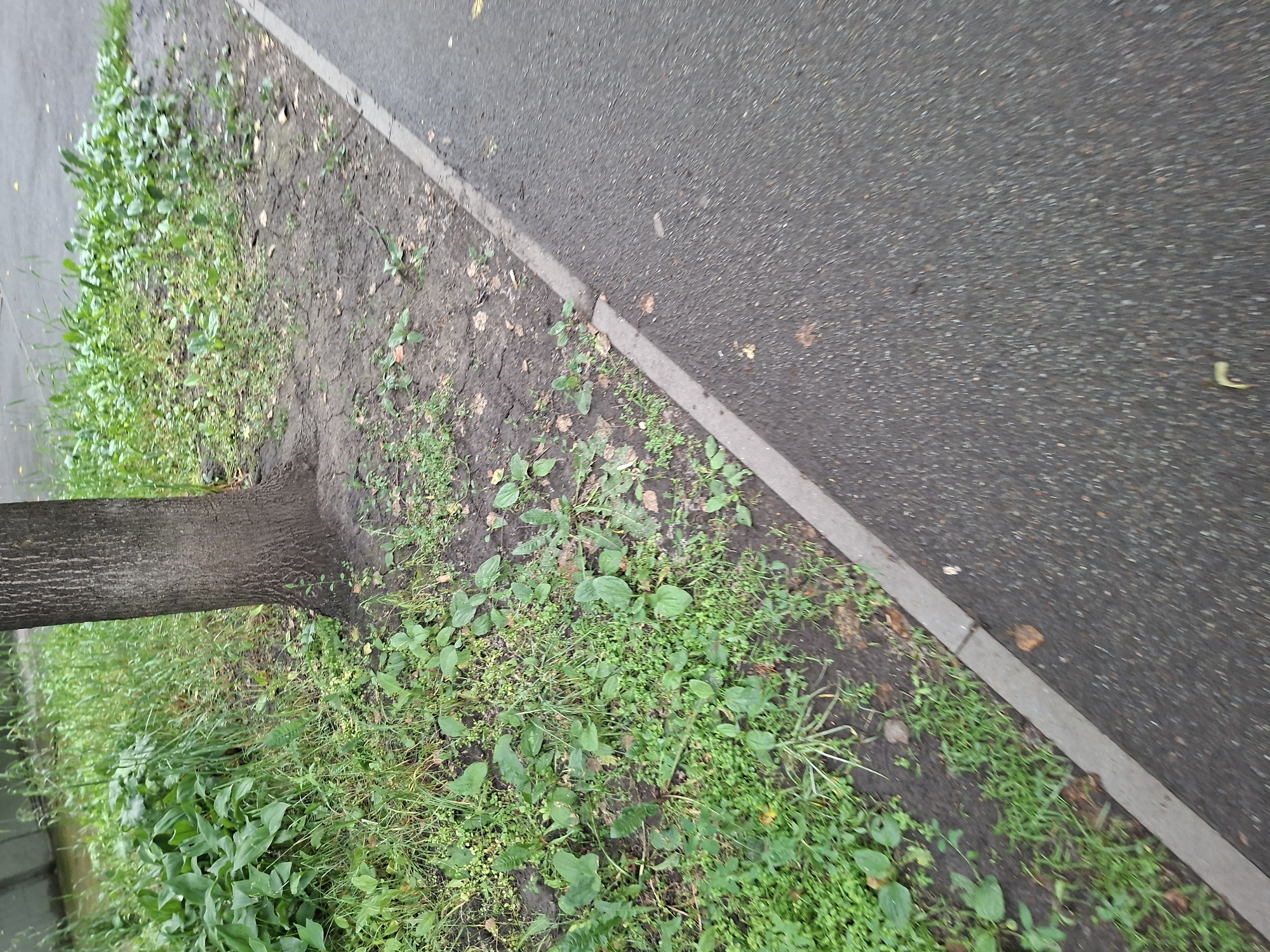 The image depicts a close-up, angled view of a sidewalk adjacent to a patch of ground with vegetation and a tree trunk. The ground is a mix of dark soil and green plants, including broad leaves and smaller leafy plants. A portion of a mature tree trunk, textured and brown, is visible on the left side of the frame. The sidewalk is made of dark asphalt, with a distinct gray concrete border separating it from the vegetated area. A few scattered dry leaves are present on the ground and along the sidewalk's edge. The scene appears to be an outdoor urban environment.