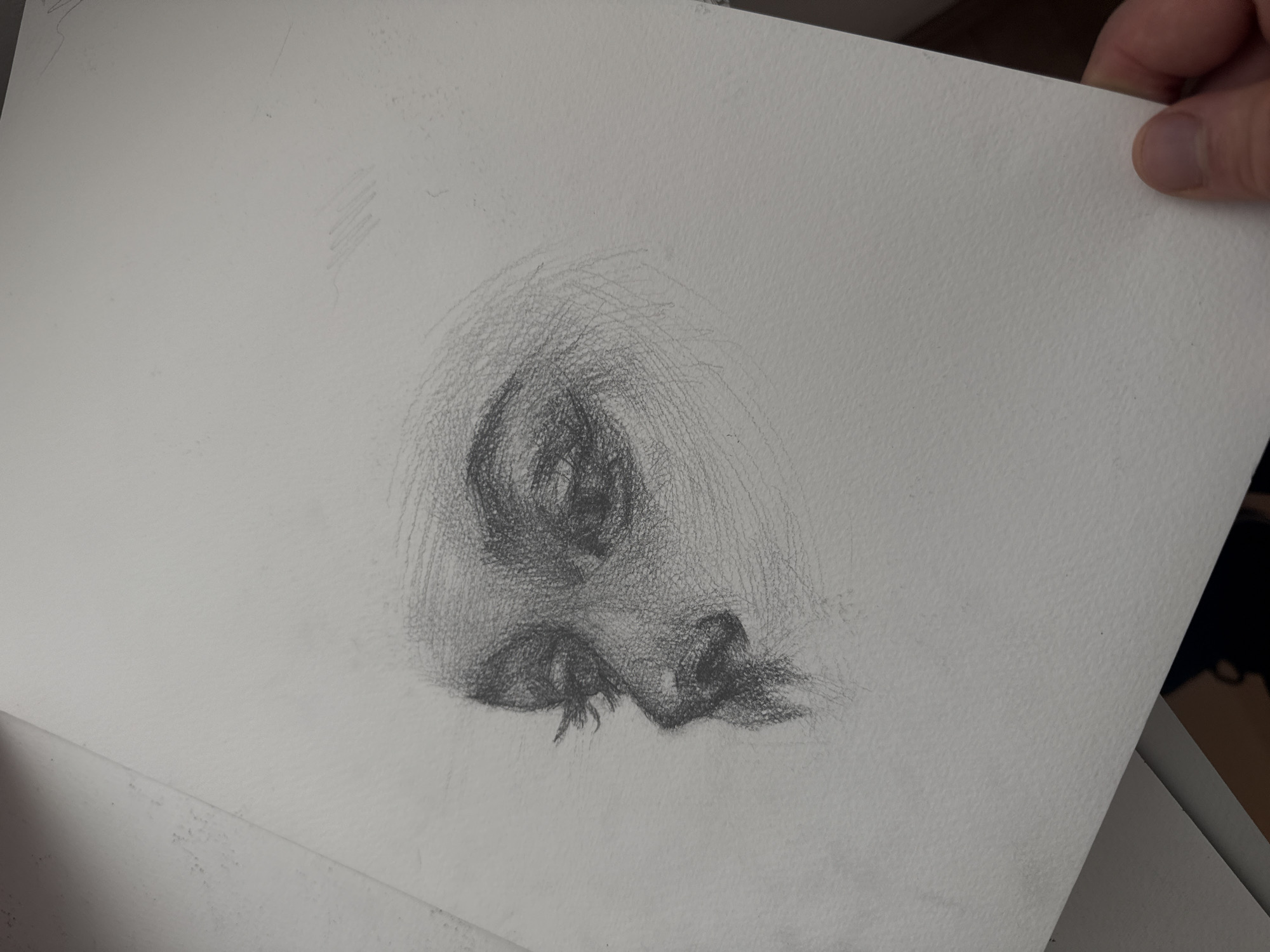 A drawing of a nose and part of a face is on a piece of white paper, held by a person's hand in the upper right corner. The drawing is done in pencil, with cross-hatching used to create shading and depth. The nose is prominent, with nostrils and a suggestion of the surrounding facial features. The background is white, showing more of the paper. The location (Sofia, Bulgaria) is not depicted.