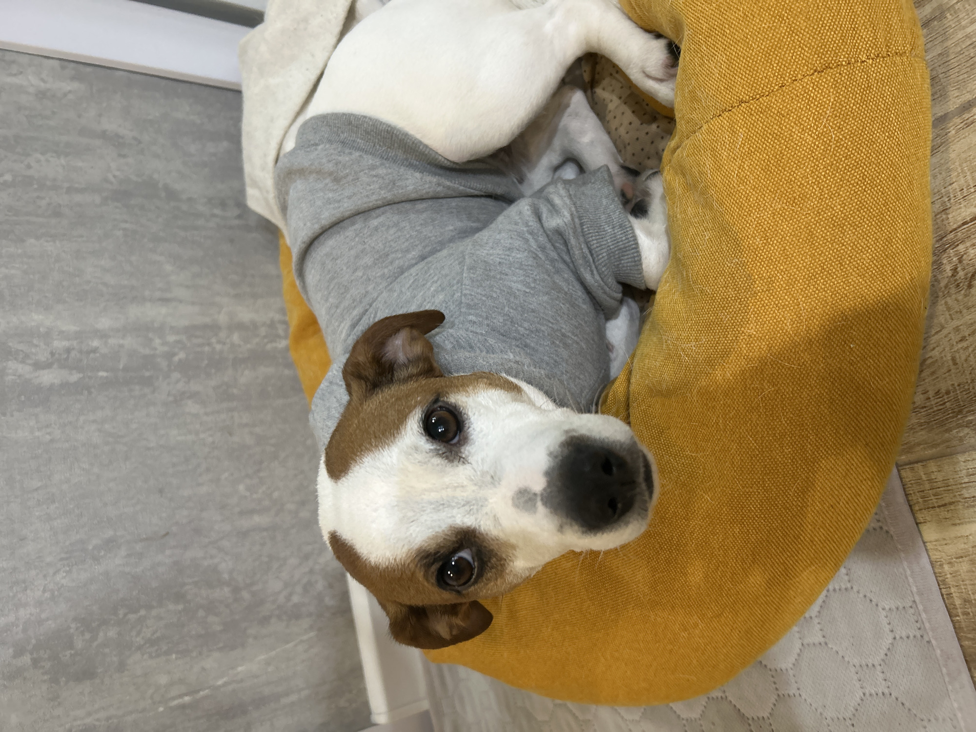 A Jack Russell Terrier dog is lying in a yellow dog bed. The dog is wearing a gray hoodie. The dog is looking up at the camera. The floor is gray. The location is Chaikovsky, Russia.