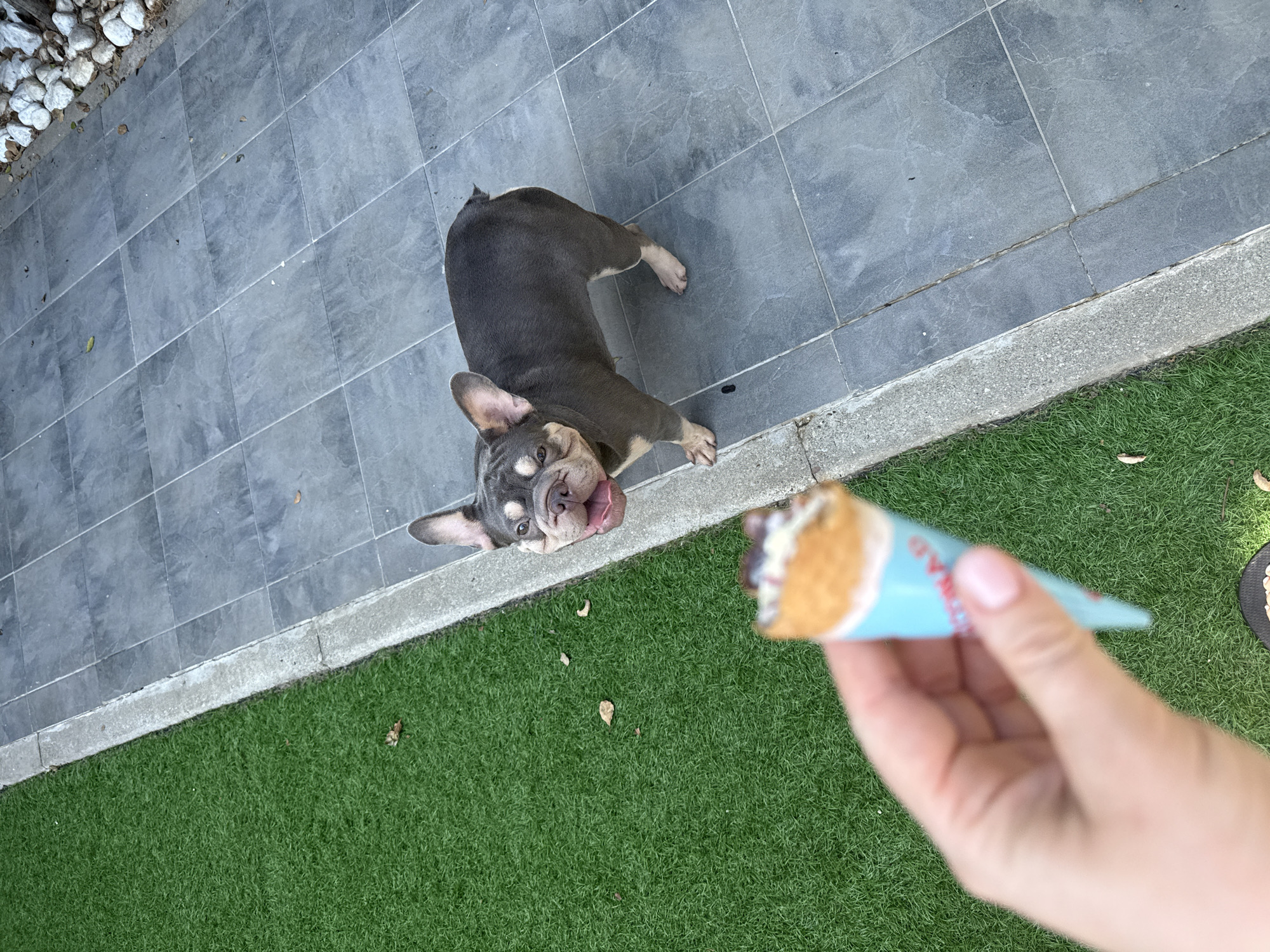A French Bulldog puppy is looking up at an ice cream cone held by a person. The puppy has a gray and tan coat and is lying on its side on a tiled patio. Its tongue is sticking out, and it appears to be eagerly anticipating the treat. The ice cream cone is partially visible, with the wrapper in a blue color. The setting is outdoors, with a patch of green artificial grass adjacent to the patio. There are some small white rocks and leaves scattered on the patio. The lighting suggests it is daytime, with natural light illuminating the scene. The puppy's expression conveys excitement and a desire for the ice cream. The focus is primarily on the puppy and the ice cream cone, with the person's hand holding the cone being slightly out of focus in the foreground.