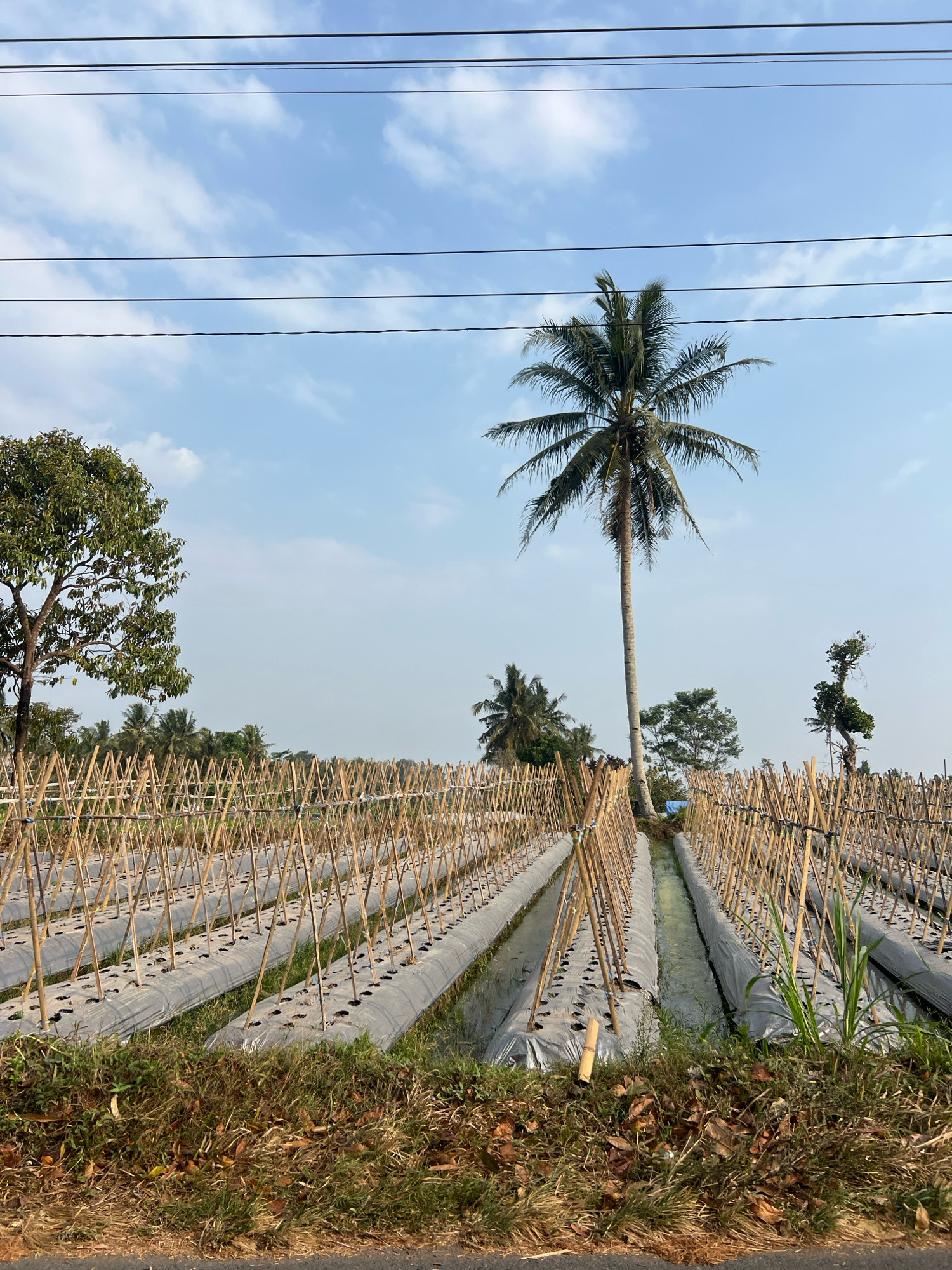This is a photograph of a rural agricultural landscape in Wukirsari, Indonesia. The image features rows of young plants covered with black plastic mulch, supported by a trellis system made of bamboo poles. A narrow irrigation channel runs between the rows of plants, filled with water. In the background, several palm trees and other vegetation are visible. Overhead, a set of power lines stretches across the frame, with a clear blue sky and scattered clouds above. The foreground shows dry grass and fallen leaves along a roadside.