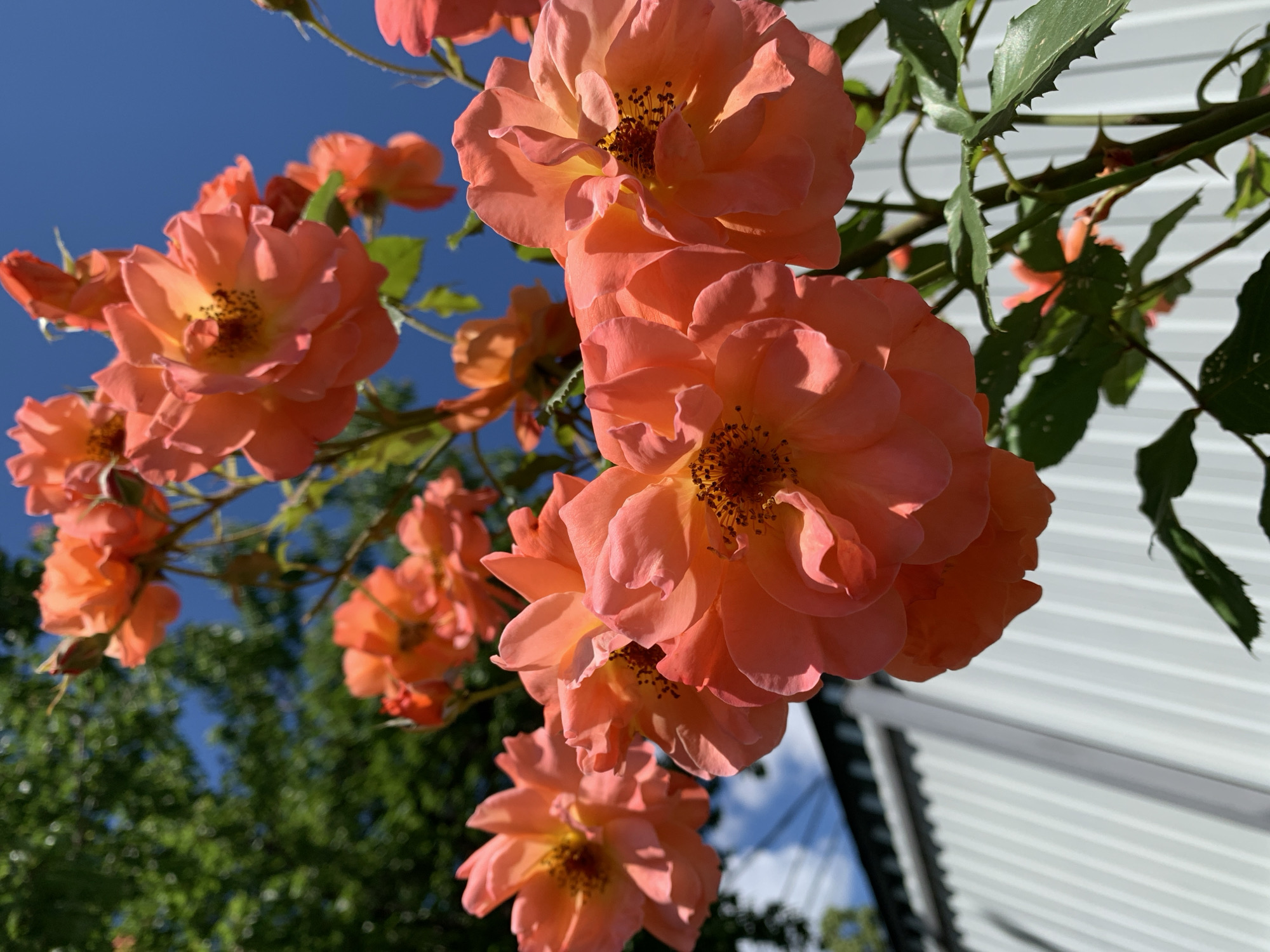A close-up, low-angle, outdoor shot captures a cluster of bright orange roses in full bloom. The roses are the central focus, with their delicate petals, intricate centers, and visible stamens. They are arranged on a branch with green leaves and thorny stems, set against a vibrant blue sky. In the background, a blurred green tree and a white corrugated metal fence are visible. The lighting suggests a sunny day. The scene is set in an unspecified location in the city of Unknown, Unknown.