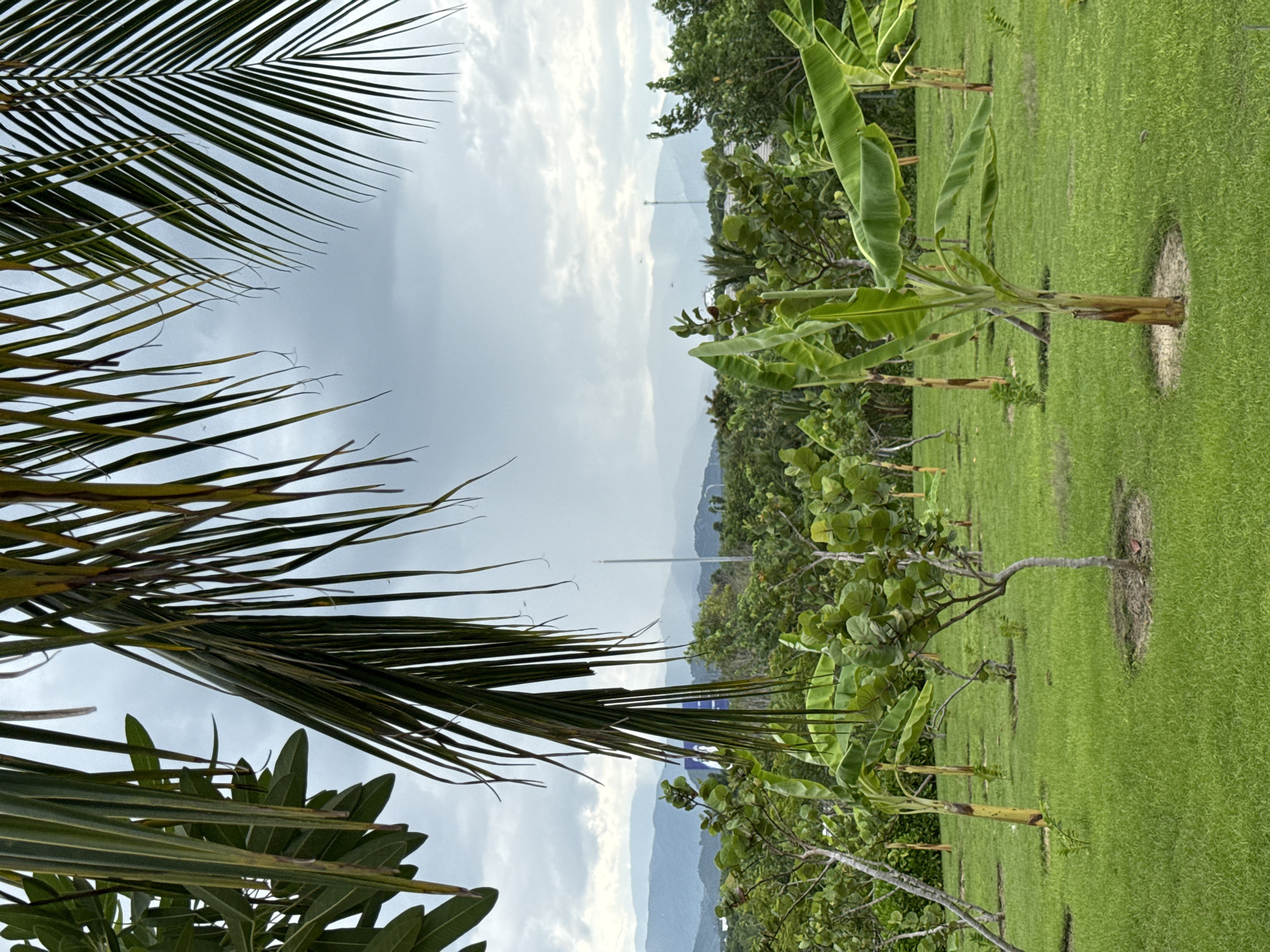 In the foreground, several young banana trees with broad, green leaves are planted in a neat lawn. Beyond the banana trees, there are other small trees and shrubs, also arranged in the manicured grass. In the mid-ground, a lush green forest stretches out, with the tops of trees visible. Further in the distance, a series of hazy blue mountains form the backdrop. The sky above is overcast with dramatic clouds, and there appears to be a light rain falling in the distance. This scene is likely located in or near Cam Đức, Vietnam, given the tropical vegetation and mountainous terrain.