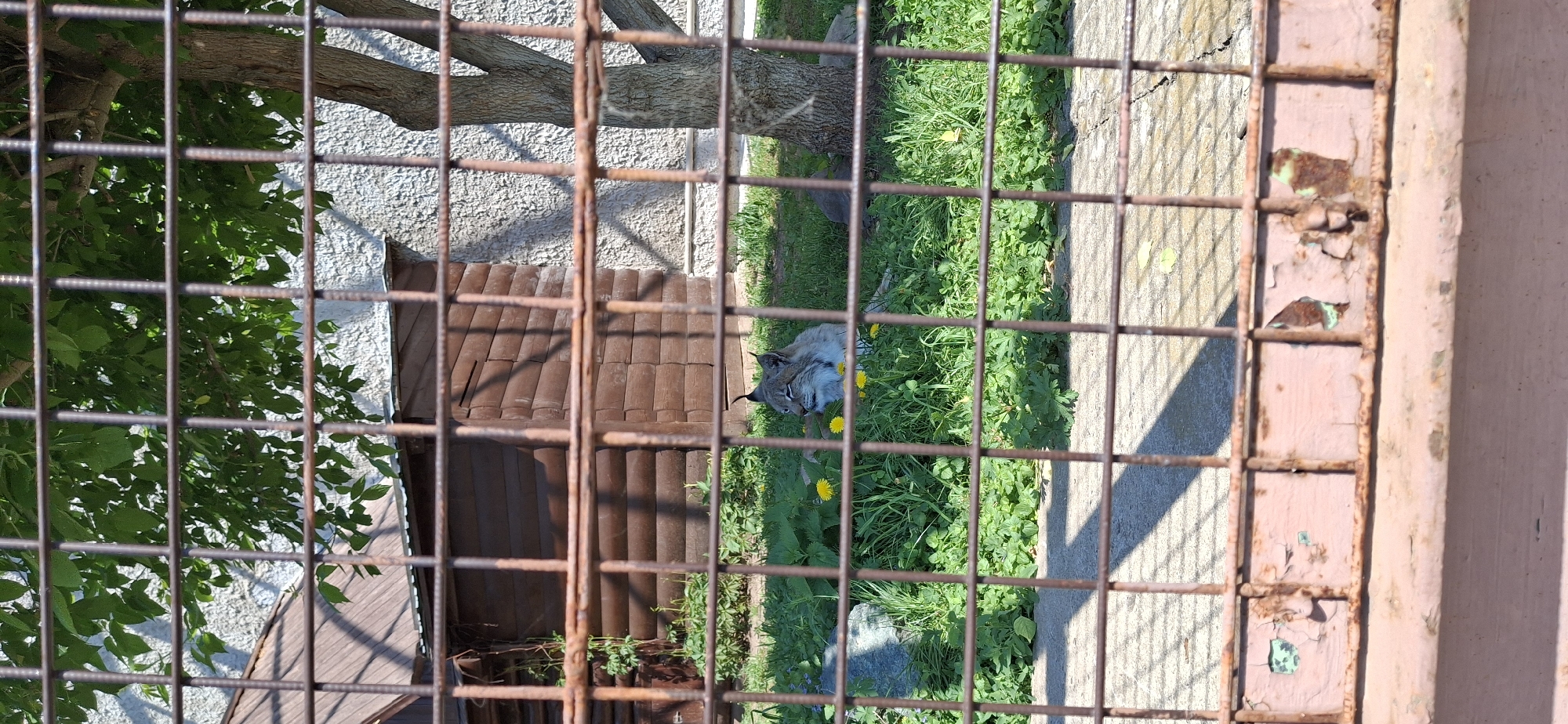 The image shows a lynx lying in the grass behind a rusted metal cage. The lynx is light gray with black ear tufts. It is surrounded by green grass and yellow dandelions. Behind the lynx is a small brown building with a tiled roof. A tree and white wall are also visible in the background. The photo was taken in the city of Izhevsk, Russia.