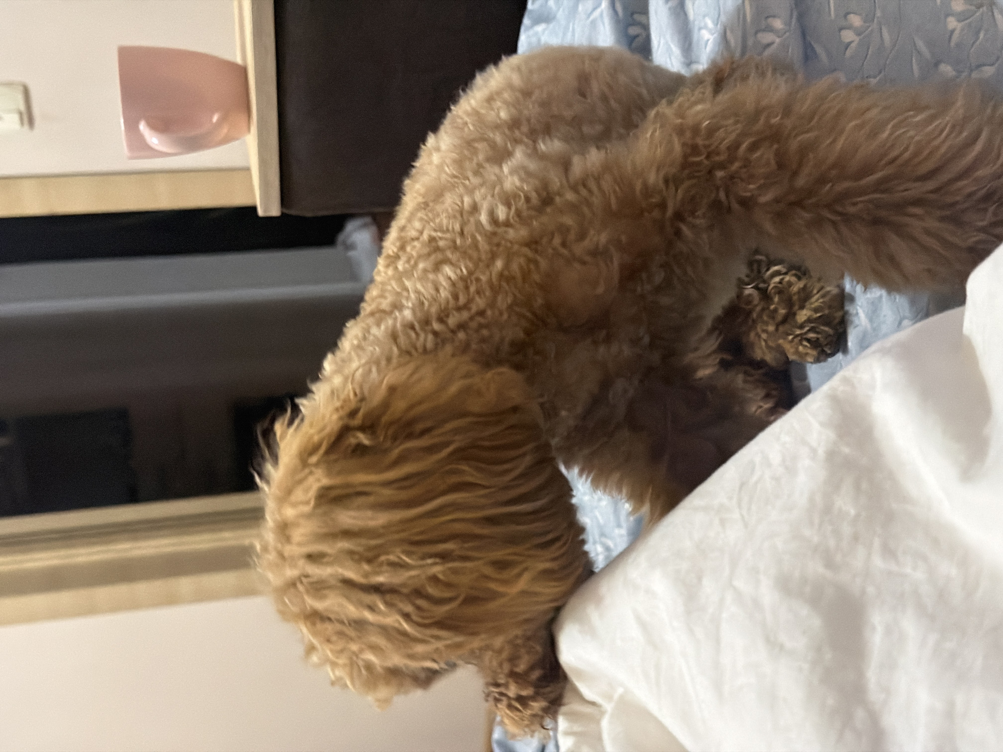 The image depicts a brown poodle dog resting on a bed. The dog is positioned on its side, with its head lowered and partially obscured by a white sheet. The bed is covered with a blue duvet that has a floral pattern. In the background, a pink mug is visible on a shelf next to a doorway. The scene appears to be indoors, in a domestic setting. There is no indication of the location within Kyiv, Ukraine.