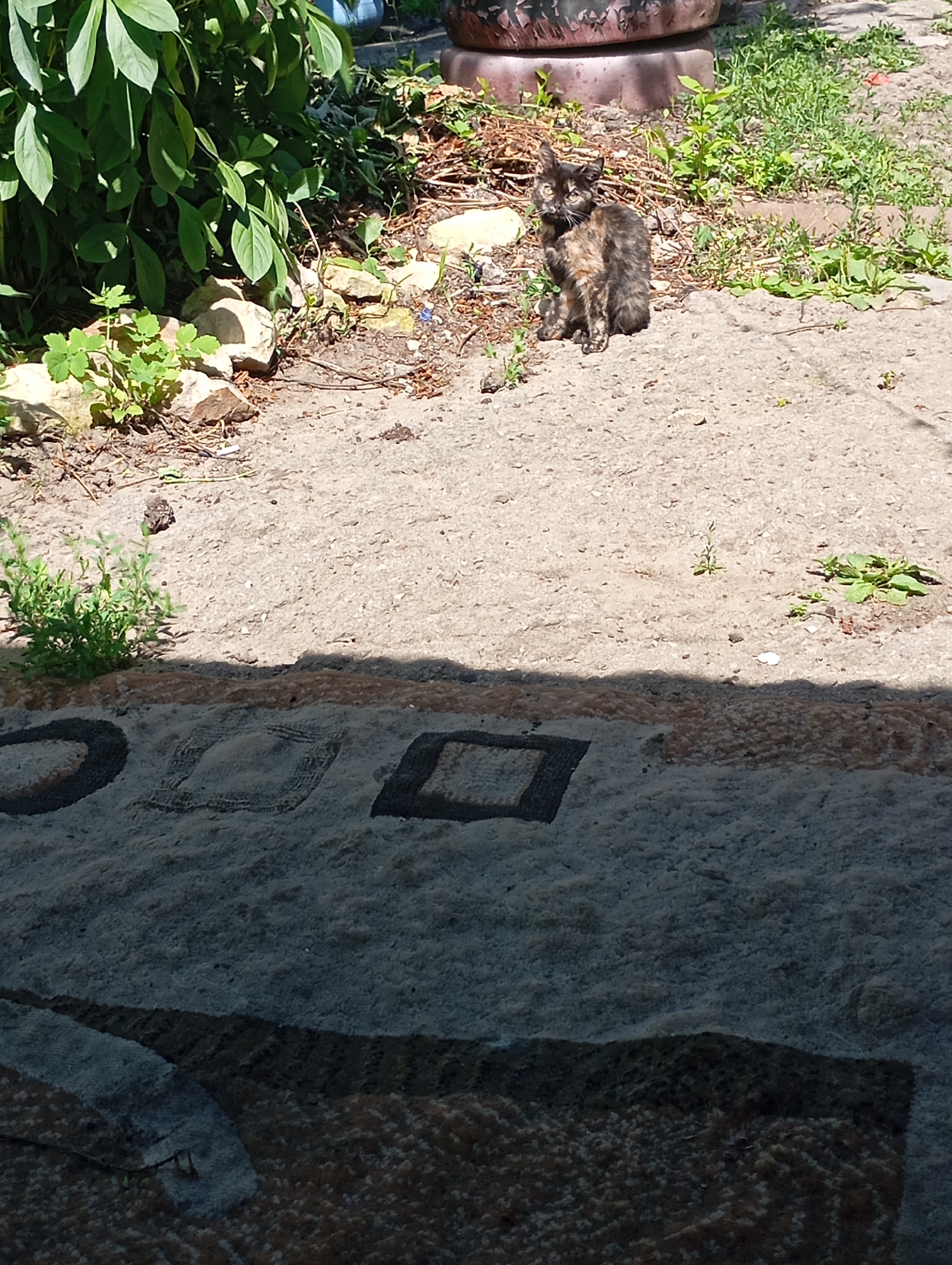 A tortoiseshell cat is sitting on a patch of cracked concrete, looking towards the left side of the frame. Behind the cat, there is an area with green foliage and some rocks. In the foreground, a portion of a colorful rug or mat with geometric patterns is visible, partially in shadow. The scene appears to be outdoors, possibly in a yard or public space in Krasnoarmeysk, Russia.