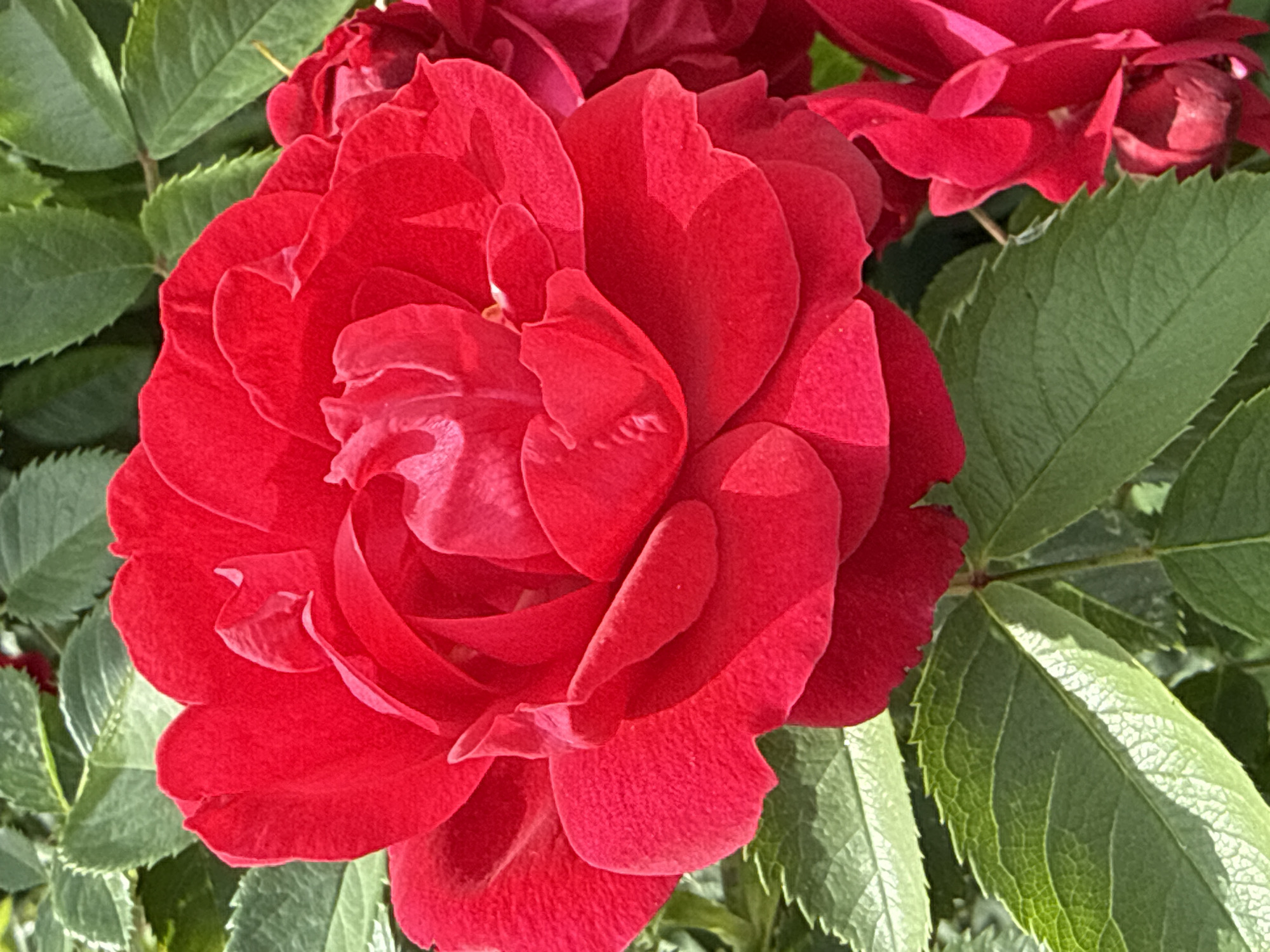 A close-up, overhead shot captures a vibrant red rose in full bloom, its velvety petals unfurling in layers. The rose is surrounded by lush green leaves, some of which are dappled with sunlight, creating a play of light and shadow. A few other red rosebuds and blooms are visible in the background, hinting at a larger bush. The image appears to be taken outdoors, in natural daylight. The location is listed as Unknown, Unknown.