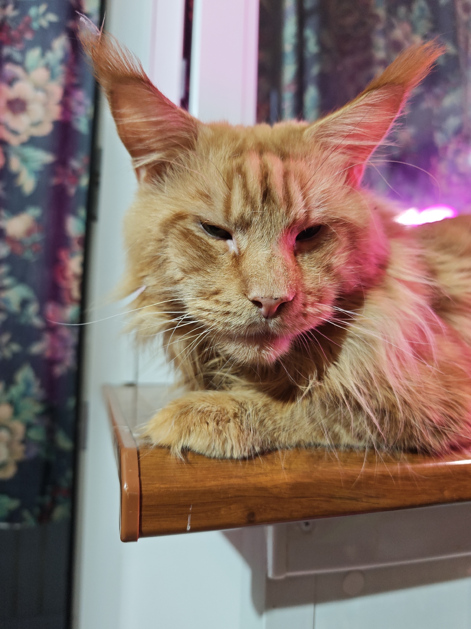 An orange tabby cat with large pointed ears and thick fur is perched on a wooden shelf. The cat's eyes are partially closed, giving it a relaxed or sleepy appearance. Pinkish-purple light illuminates the cat from the right side, creating a striking contrast with its fur. In the background, a blurred curtain with a floral pattern is visible on the left, and a plain white wall is on the right. There is no indication of the city of Abakan, Russia, in the image.