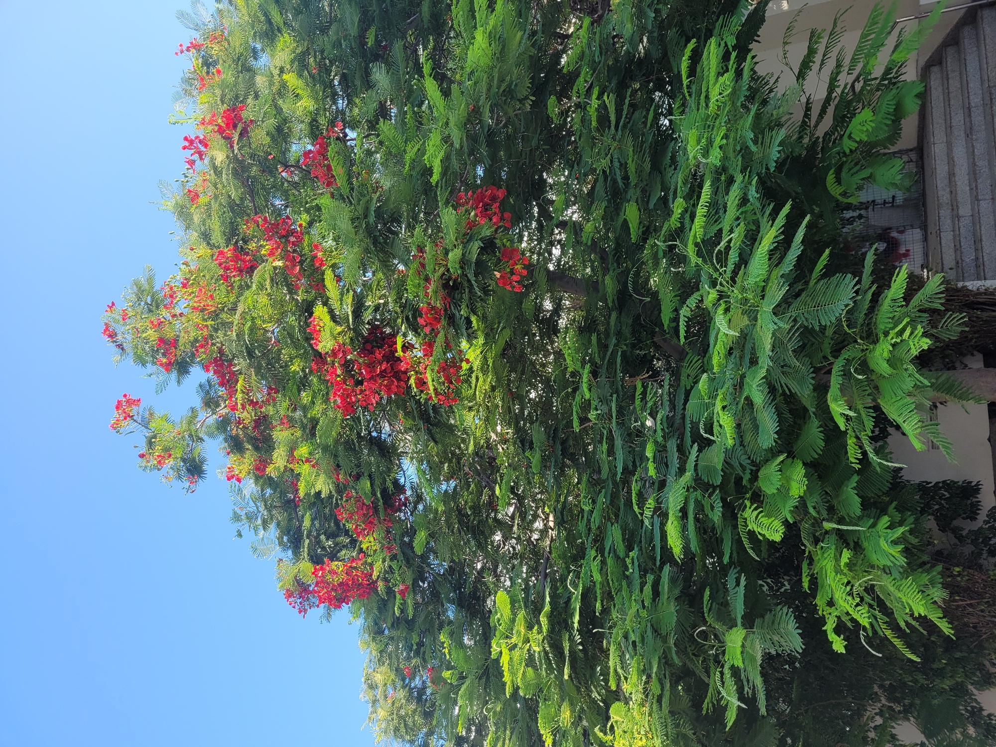 The image depicts a vibrant Royal Poinciana tree in full bloom, characterized by its bright red-orange flowers and lush, feathery green foliage. The tree is set against a clear, bright blue sky, suggesting a sunny day. In the background, hints of a building with stone steps are visible, indicating an urban or suburban setting. The lighting suggests it is daytime. The composition focuses on the upper portion of the tree, with the canopy dominating the frame. The presence of the building suggests this tree is likely located in a park, public space, or residential area within the city of Limassol, Cyprus, where such ornamental trees are common due to the climate. There are no people or animals visible in the image.