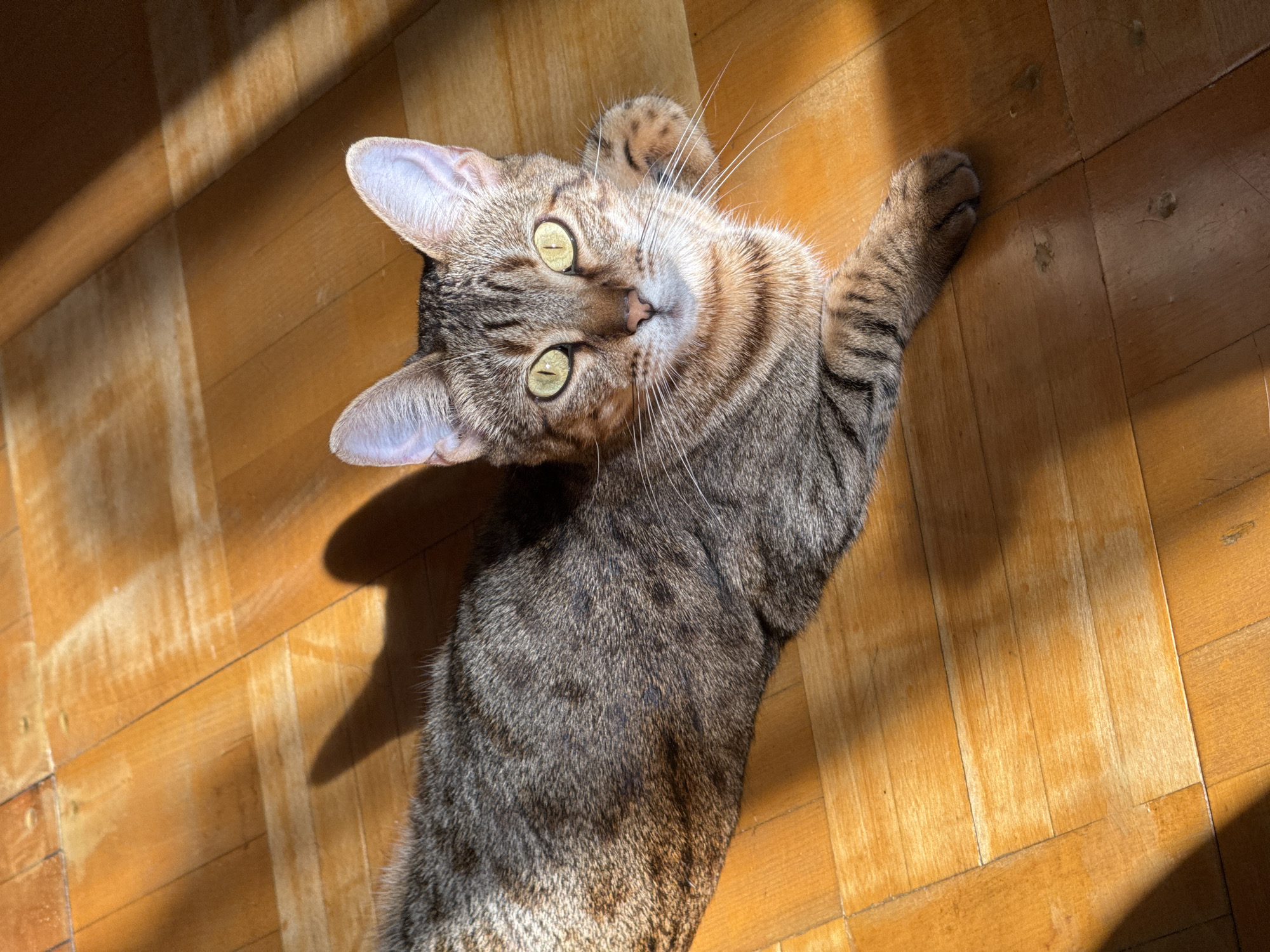 A domestic short-haired cat with tabby markings and green eyes is lying on a wooden floor. The cat is positioned diagonally across the frame, with its head facing the camera. Sunlight is streaming in from the upper right, creating distinct shadows and illuminated patches on the floor. The cat's paws are visible, and its body is relaxed. The flooring appears to be parquet, composed of rectangular wooden planks arranged in a pattern. There is no indication of location in Izhevsk, Russia.