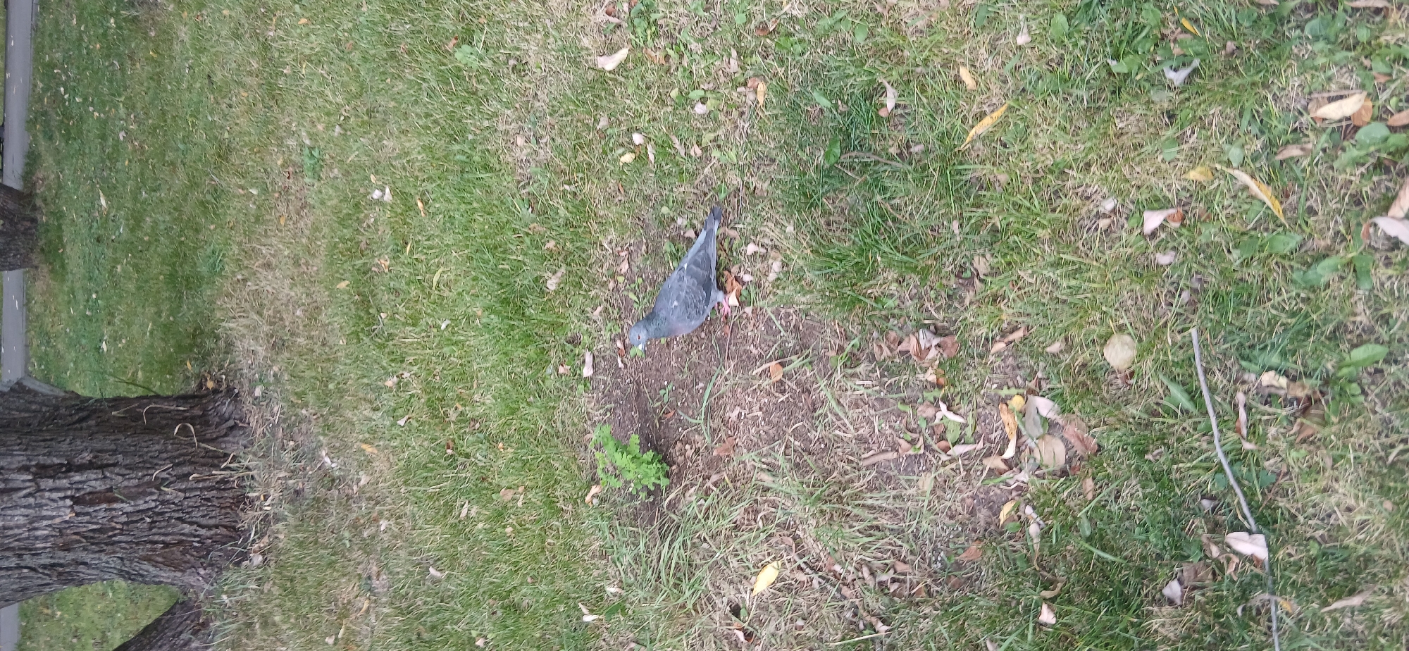 A grey pigeon stands on a patch of dry grass and dirt next to a small, bright green plant, a little to the right of center in the frame. The pigeon is facing left, with its head slightly turned toward the viewer. Its feet are pink. In the background, behind the pigeon and to the left, is the thick, textured bark of a large tree. The ground is covered in green grass, with scattered brown leaves and some bare patches of earth. The overall scene appears to be a park or grassy area in a city.