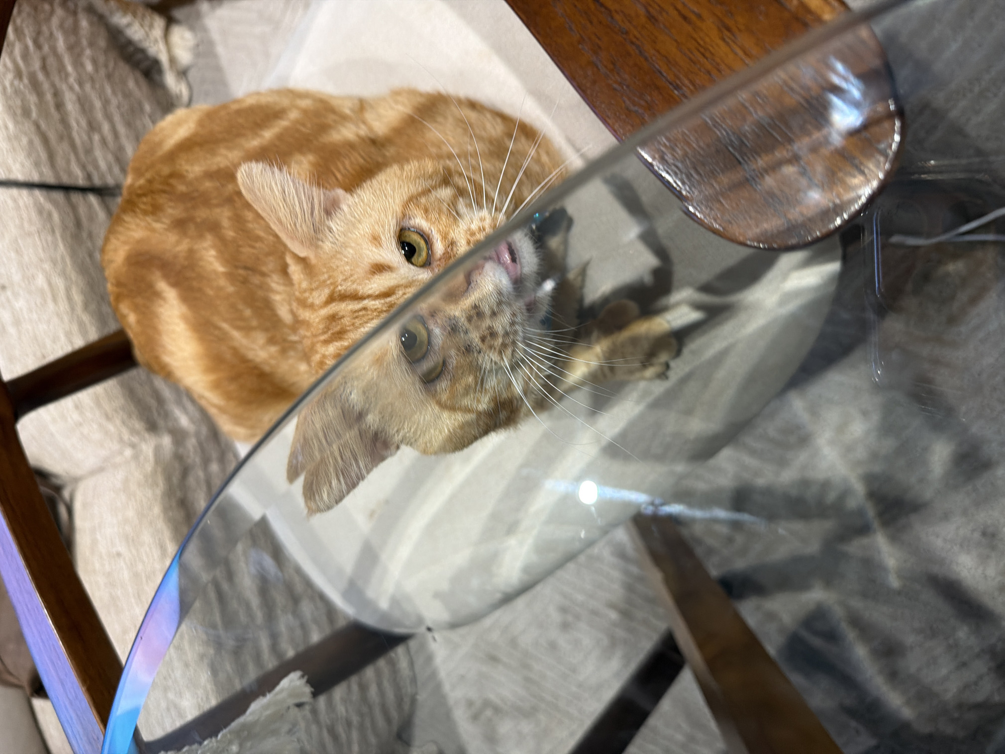 A photograph taken from above shows an orange tabby cat partially visible above a glass table, with its reflection seen on the glass surface. The cat has green eyes and white whiskers. The table has a wooden frame. The background includes a light-colored upholstered object and a gray surface. The location is not specified, and there is no indication that the photo was taken in Ungasan, Indonesia. There is no evidence of people, specific actions, or interactions within the scene.