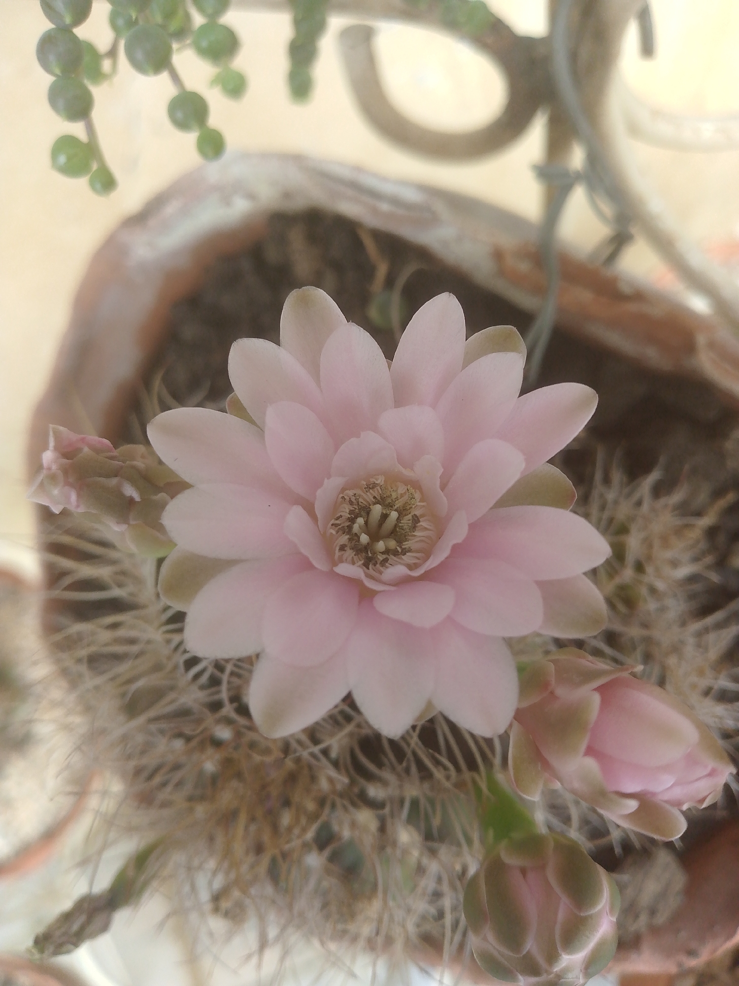 The image depicts a cactus in a terracotta pot. The cactus is in bloom, with a large, pink flower dominating the frame. Two other flower buds are also visible. The cactus has long, thin spines. There are string of pearls hanging over the pot. The location is in Tinaquillo, Venezuela.