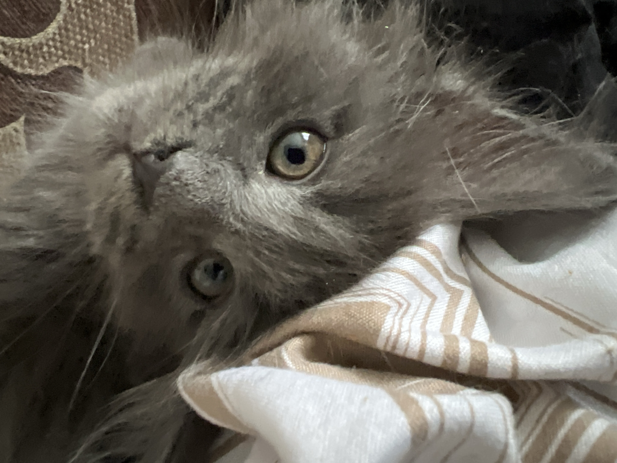 The image is a close-up, slightly tilted, vertical shot of a fluffy grey cat’s face. The cat is looking directly at the camera with large, expressive eyes. One eye is partially obscured by a striped cloth that is white with light brown zigzag patterns. The other eye is fully visible, a striking amber color with a dark pupil. The cat's fur is long and appears soft. The background is a textured brown surface, possibly upholstery. There are no discernible elements that would place this image in Markova, Russia, or any specific urban environment. The scene is confined to the cat and the immediate surroundings.