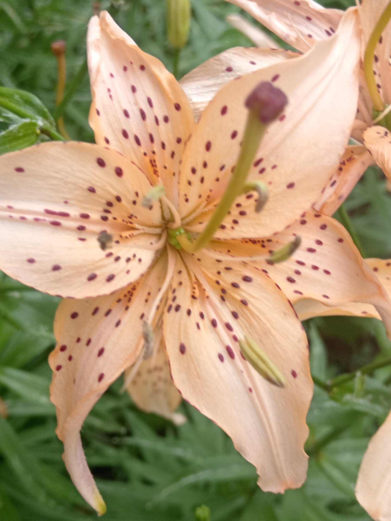 A close-up, vertical shot shows a pale orange lily with dark reddish-brown spots against a blurred green background. The lily is in bloom, with its petals unfurled, revealing its center. The stamens, topped with fuzzy, dark pistils, are visible. The out-of-focus background suggests a garden or natural outdoor setting. The image lacks any human presence or discernible urban elements, and therefore cannot be definitively located within Belogorsk, Russia, or any other specific city.