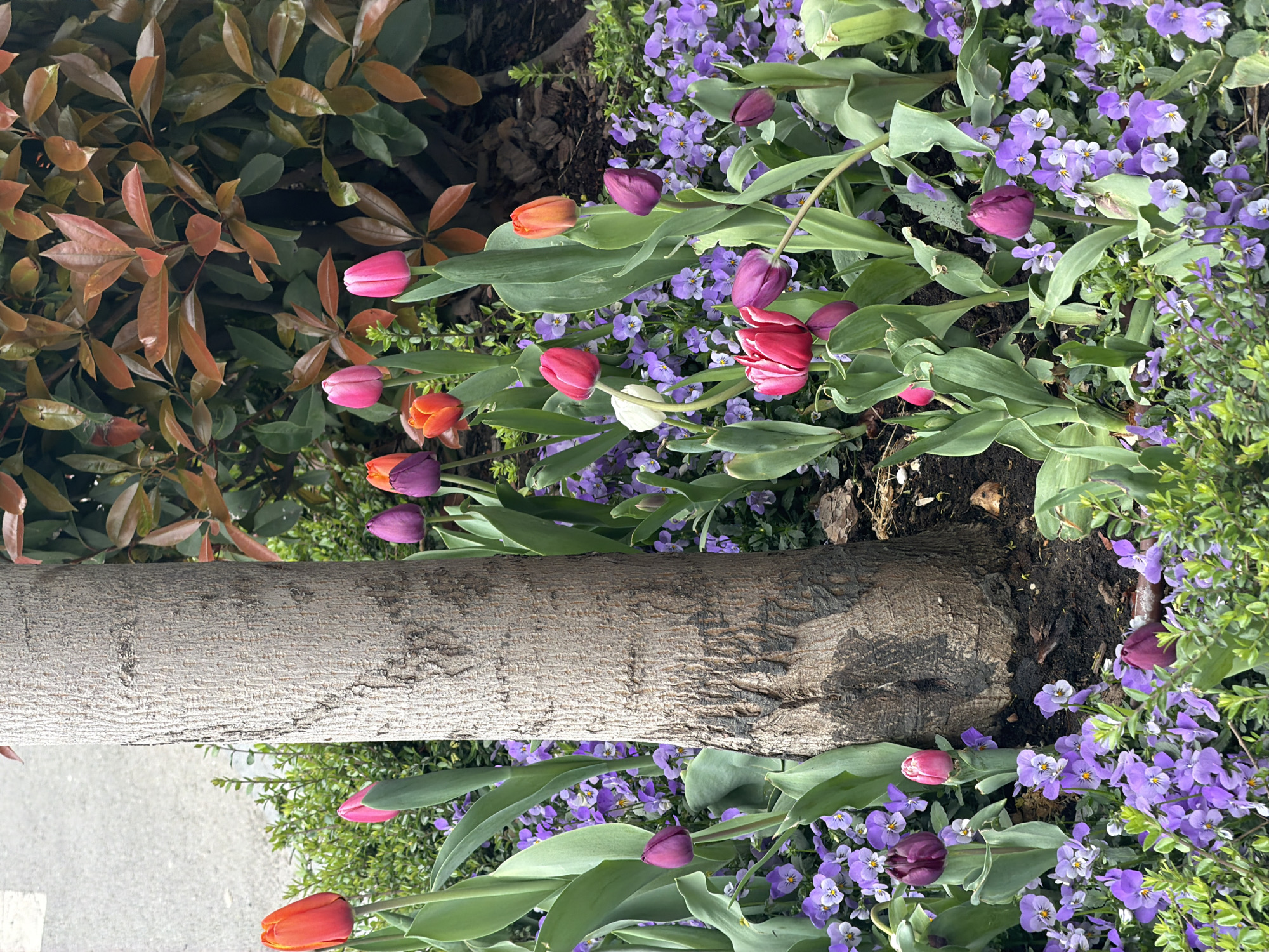 A ground-level view reveals a section of a tree trunk surrounded by planted flowers. Purple and white pansies are densely packed around the base of the tree. Mixed among the pansies are tulips in various colors including red, orange, pink, purple, and white. To the left of the frame is a shrub with bronze-colored leaves. The scene is likely in a park or garden setting. The location is Belgrade, Serbia.