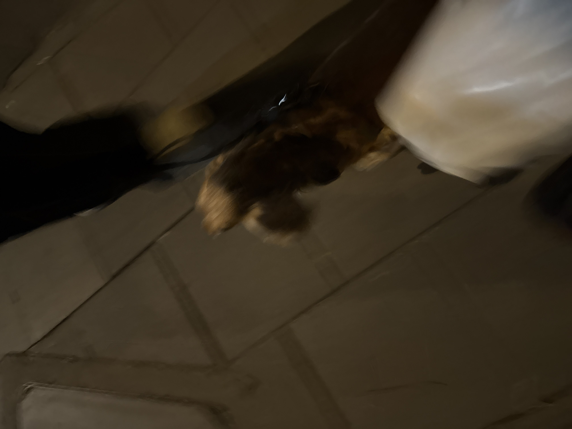The image depicts a blurry, low-light scene of what appears to be an indoor environment. The floor is tiled with square sections, and there are visible lines or grout between them. In the center of the frame, a golden-brown furry object, possibly a dog, is partially visible, blurred by motion. To the right, a white object, likely a sheet or fabric, is also blurred. In the upper portion of the image, a dark, indistinct shape, possibly a person's legs, is visible. The overall impression is one of movement and low visibility.