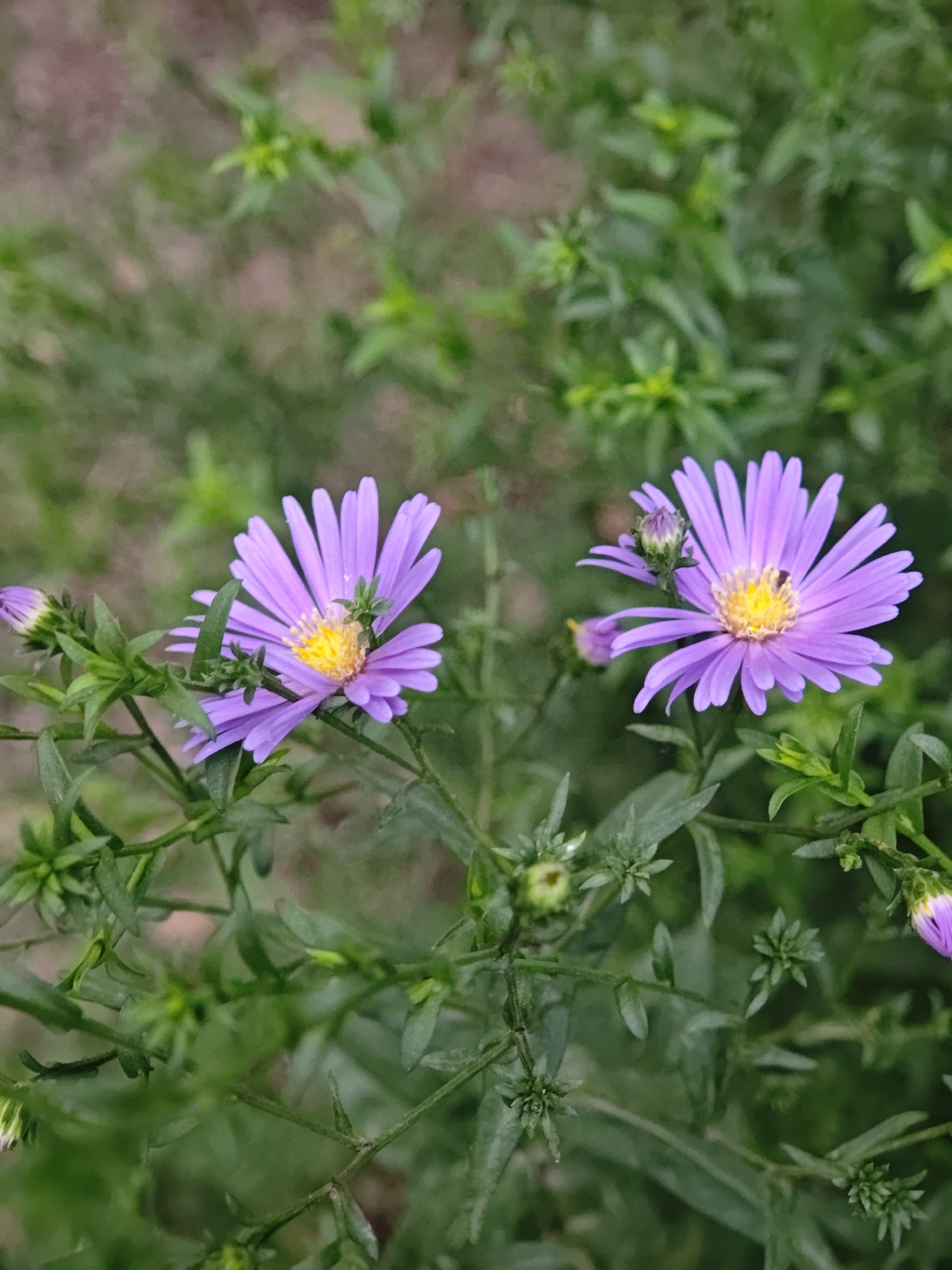 Two purple aster flowers with yellow centers are in focus in the foreground, set against a blurred background of green foliage and brown earth. The flowers are positioned to the left and right of center. To the left of the left flower, a green bud is visible. The scene appears to be outdoors in a natural or garden setting. There are no people or animals present. The lighting suggests it may be daytime.