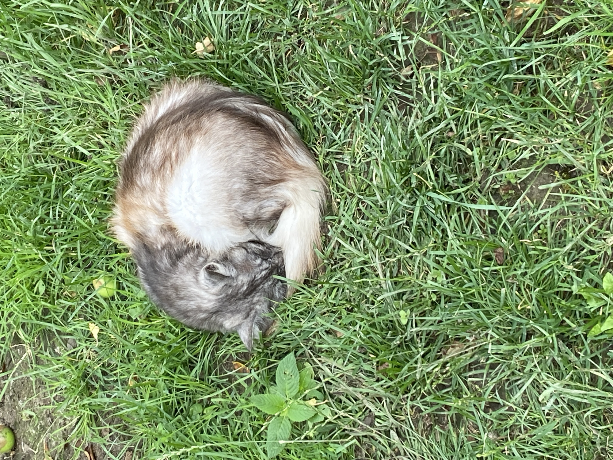 A calico cat is curled up asleep in the grass. The cat's fur is a mix of gray, brown, and white. The cat is lying on its side with its head tucked into its body. The grass is green and appears to be well-watered. There are a few small green apples scattered in the grass near the cat. The image was taken in Velykyi Bychkiv, Ukraine.