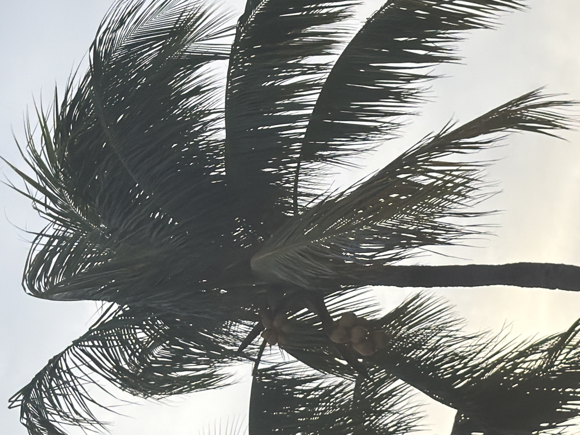 An up-close, eye-level view of a palm tree in Miami, Florida, USA. The shot is tightly framed, focusing on the dark green fronds of the tree, which are silhouetted against a bright, overcast sky. Several coconuts are visible, clustered together on a branch. The tree's rough, brown trunk is also visible on the right side of the frame. The overall impression is one of natural beauty and tropical atmosphere, characteristic of Miami's landscape.