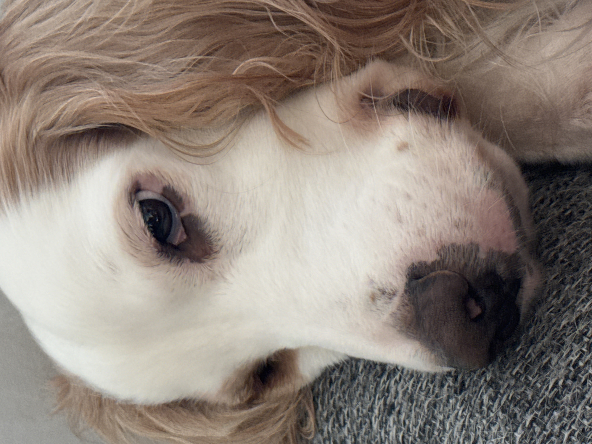 A close-up, slightly angled shot shows the face of a light-colored dog with brown markings and long, wavy brown fur on its ears and head. The dog's left eye is visible and appears dark. The dog is lying down on a textured gray surface, possibly a blanket or sofa. The background is blurred, and the focus is entirely on the dog's face. No specific location or city is discernible from the image.