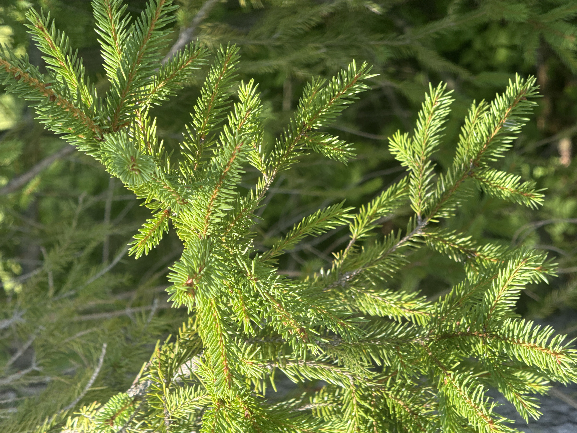 The image is a close-up, eye-level shot of a green spruce tree branch. The branch is in focus, with its needles casting shadows. The background is blurred and consists of more spruce branches and greenery. The lighting suggests a bright, sunny day. There are no people or man-made objects visible in the image. The scene is a natural outdoor environment, likely a park or forest. The location is the Village of Johnson City, United States of America.