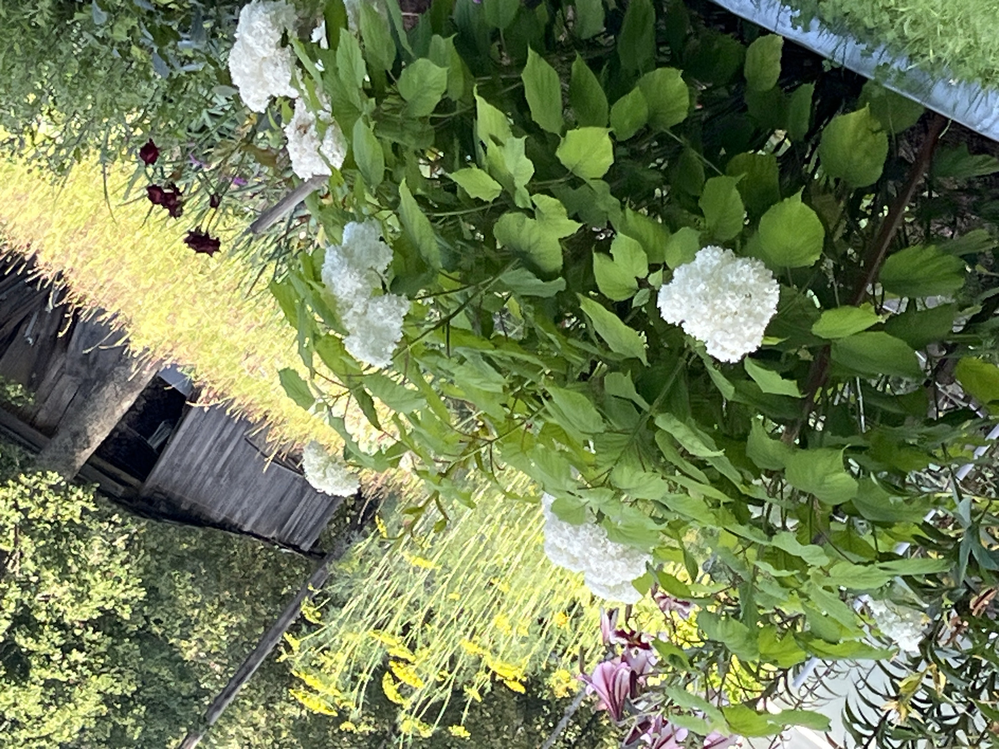 This is a vertical, outdoor, close-up, eye-level, medium shot of a garden scene in Orlovskii Shliuz, Russia. In the foreground, a large, leafy shrub with clusters of white flowers is prominent. To the left, some pink and dark red flowers are partially visible. In the mid-ground, tall, thin yellow flowers are abundant, and further back, a rustic wooden structure, possibly a shed or part of a building, is visible against a backdrop of green trees. A patch of golden grass is also present. The lighting suggests it is either early morning or late afternoon, casting a warm glow on the scene. No people are present in the image.