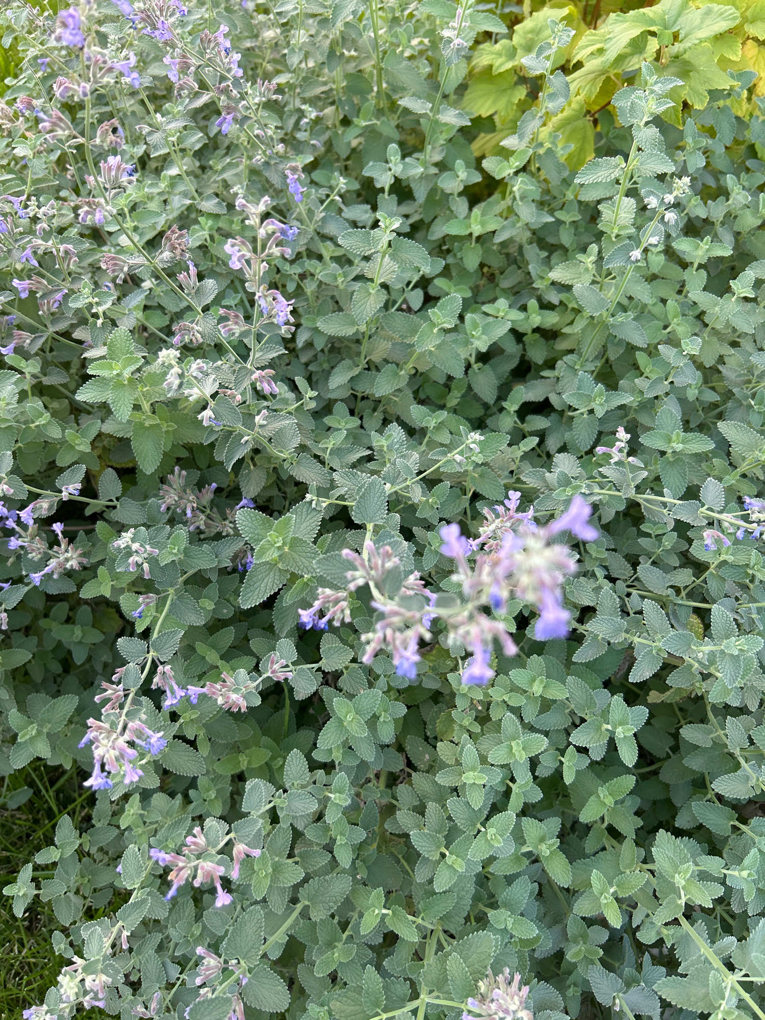 The image displays a dense cluster of catnip plants with small purple flowers and textured green leaves. The perspective is a close-up, overhead shot, revealing the intricate details of the plant's foliage and blooms. There are no people or animals visible in the image. The background shows hints of other greenery, suggesting an outdoor setting. The scene is composed of natural elements, focusing on the botanical features of the catnip. The location is not identifiable from the visual information provided.