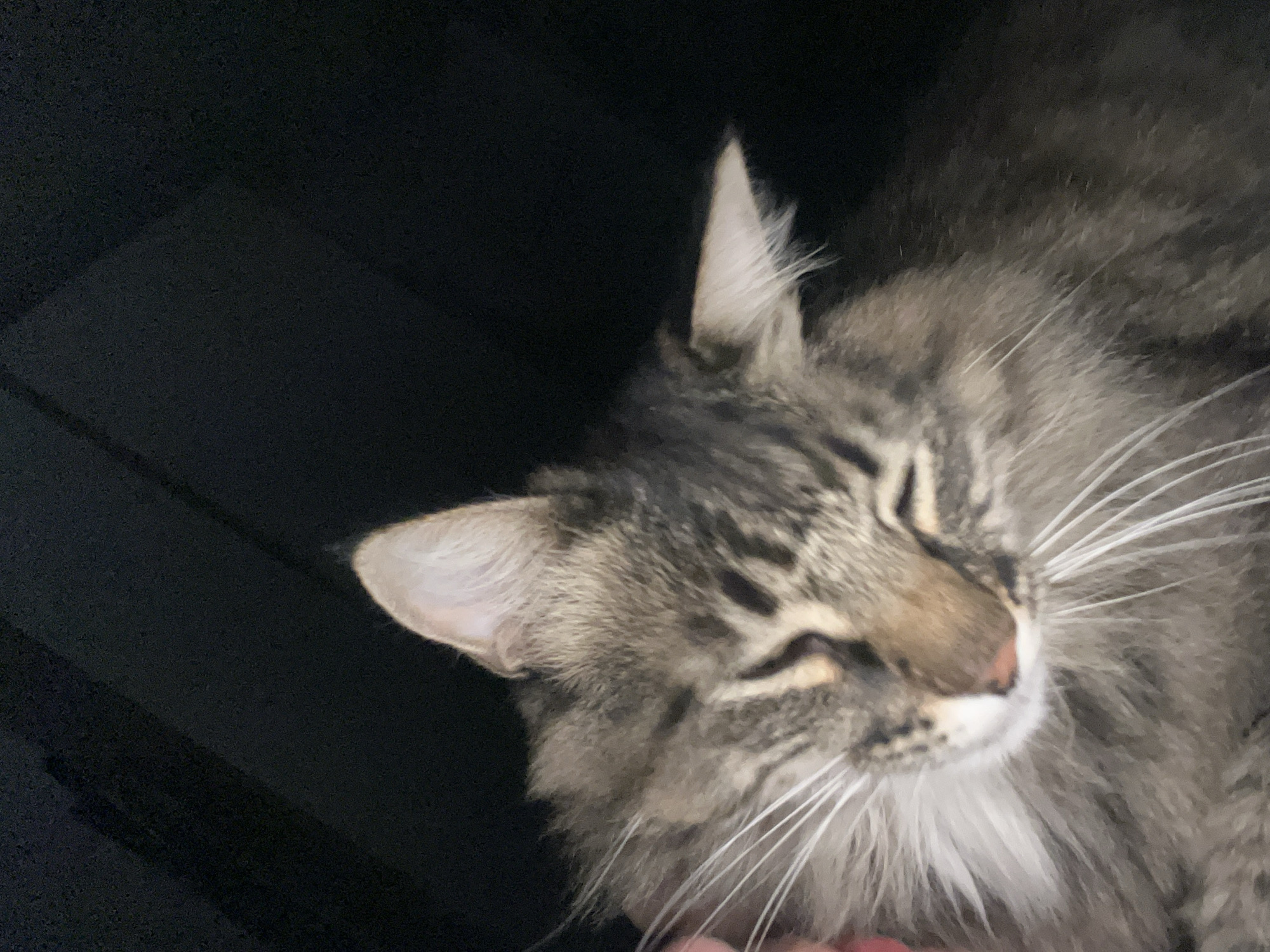 The image shows a close-up of a tabby cat's face, with its eyes closed and ears perked. The cat's fur is a mix of gray, brown, and black tabby markings, with long white whiskers. The background is dark and out of focus, with some diagonal lines that suggest it might be a piece of fabric or a wall. There is a blurred pink object on the left side of the image, possibly a hand gently petting the cat. The cat appears relaxed and content. The image does not contain any elements that can be used to determine its location in the city of Krasnyye Barrikady, Russia.