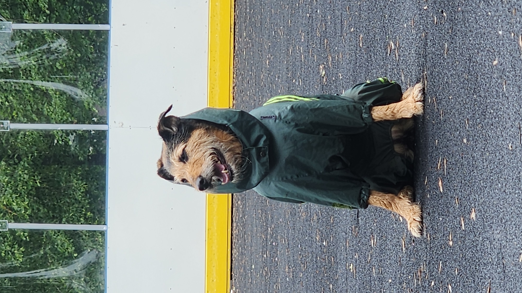 A medium-sized, scruffy terrier dog wearing a dark green raincoat with a hood is sitting on a textured gray surface. The dog's fur is a mix of brown, black, and tan. A white barrier with a yellow band runs horizontally behind the dog. To the left of the barrier, there is green vegetation, appearing through clear plastic panels. The setting may be outdoors and potentially on a sidewalk or a paved area adjacent to some sort of structure or enclosure. There is no information to indicate this is in Moscow, Russia.