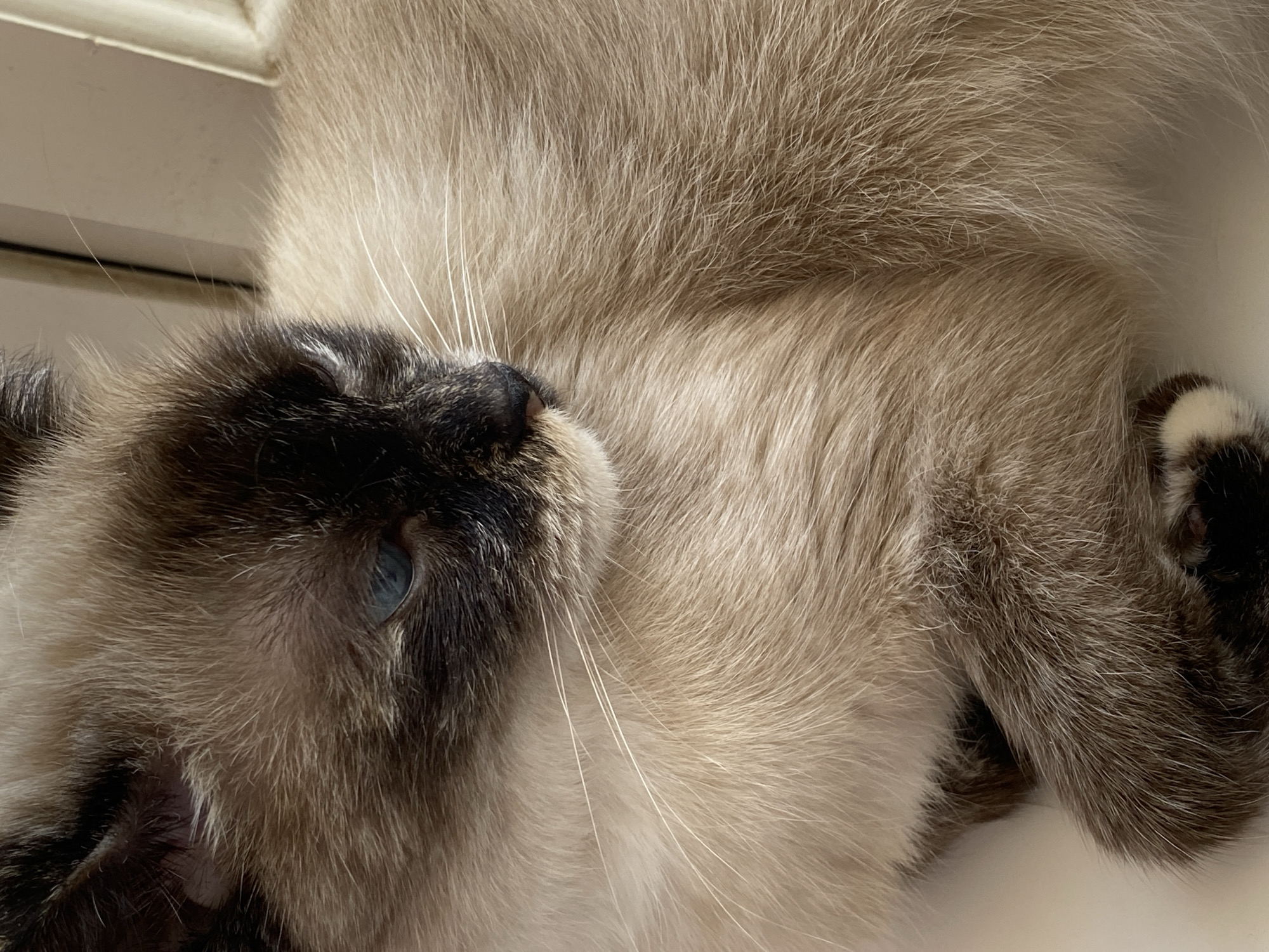 A colorpoint domestic cat is depicted in a close-up, head-and-shoulders shot, resting on a plain, light-colored surface. The cat displays a cream-to-tan body coat, with dark brown coloration forming a distinct mask on its face, darkening its ears, and covering its visible paws. A small patch of white fur is present on the tip of the visible front paw. The cat's visible eye, situated on the viewer's right side of the frame, is a distinct blue. Multiple white whiskers extend prominently from its muzzle. The cat's head is turned approximately 45 degrees to the right, looking away from the camera. The background consists of a plain, light-colored vertical surface, consistent with an interior wall or window frame. The scene is indicative of an indoor, domestic environment. The specific location within the city of Chaikovsky, Russia, cannot be determined from the visual information provided.