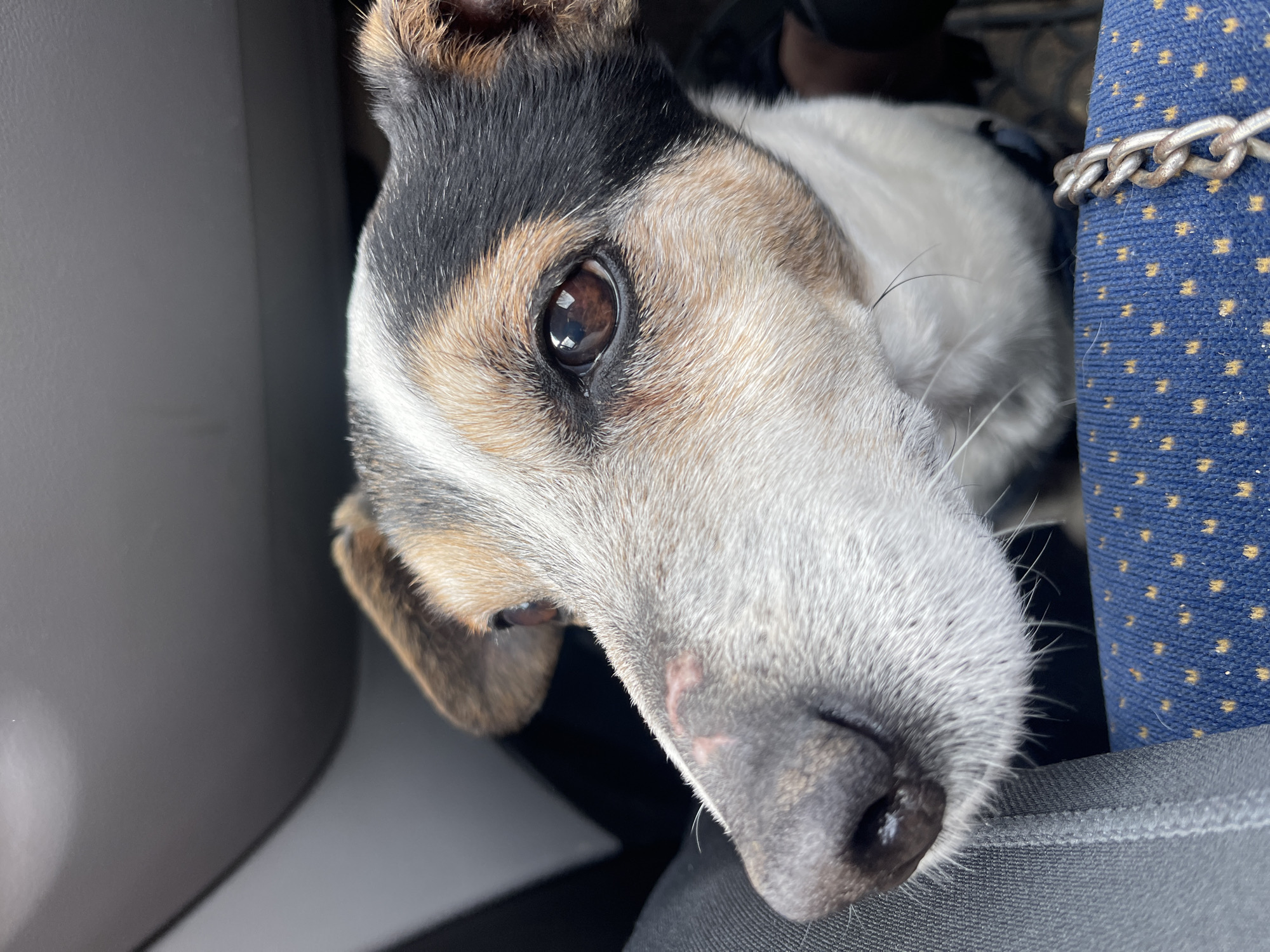 A close-up shot features a dog's face, tilted towards the camera. The dog has a black and tan head, with a black nose, a brown eye looking directly at the camera, and a white snout. There is an abrasion visible on the left side of the snout. The dog is located in a vehicle: to the left is a gray interior panel, and to the right is a blue patterned seat with a silver chain draped on it. The city of Nikopol, Bulgaria, is not discernable.