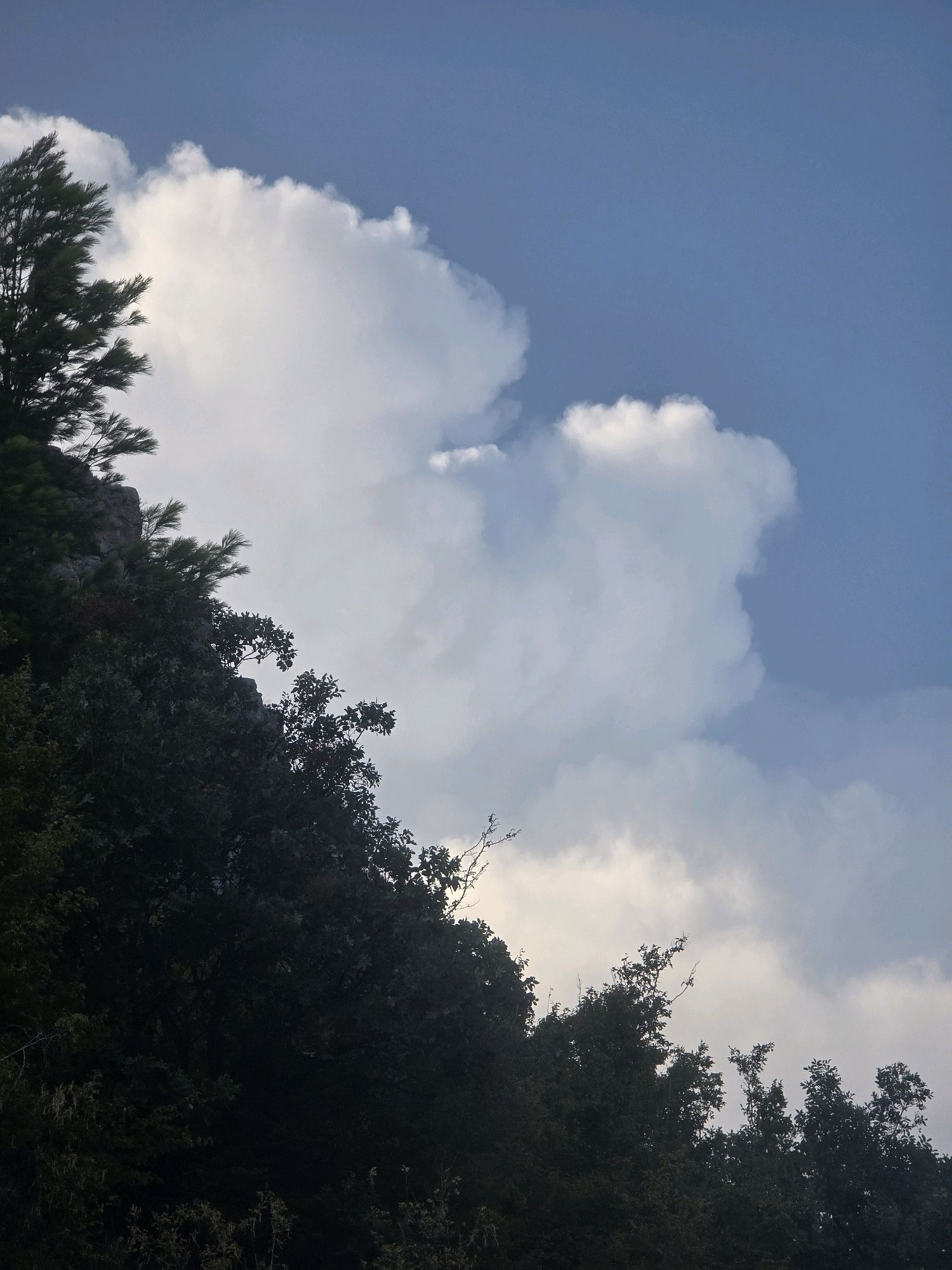 The image depicts a section of a steep, rocky hillside covered in dense, dark green foliage. The trees are silhouetted against a bright sky filled with large, white, fluffy clouds. The sky transitions from a deep blue at the top to a lighter, almost greyish tone near the horizon, where the clouds are more diffused. The vegetation appears to be a mix of evergreen trees and deciduous bushes, with some bare branches visible amongst the leaves. The rocky outcrops are visible in patches, particularly on the upper left portion of the image, where some pine-like trees with needle-like leaves are growing directly out of the rock. The overall impression is one of a natural, untamed landscape. Given the characteristic steep terrain and Mediterranean vegetation, this scene could be located in the hills surrounding Podgorica, Montenegro, such as the area around the hill of Gorica or the slopes leading up to the Trešnjica hill. There are no people or man-made objects visible in the frame.