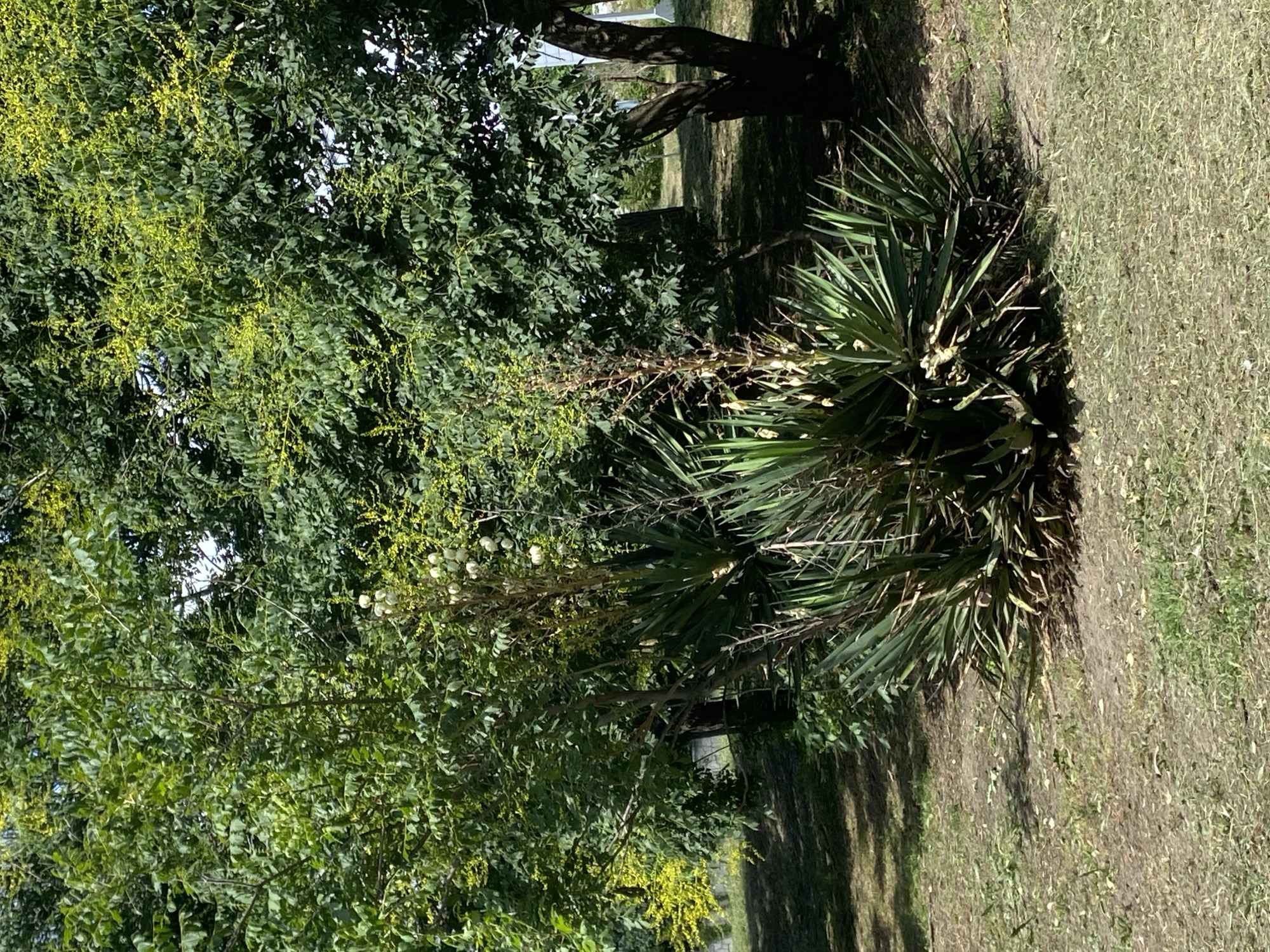 This media file is a photograph of an outdoor scene featuring lush green foliage and a grassy area. The image is oriented vertically. In the foreground, a spiky, yucca-like plant is visible on the right, its long, green leaves fanning out. To the left of the yucca, a tree with dense, compound leaves and small yellow flowers is prominent. Some round, white seed pods or fruit are also visible on a branch of this tree. In the background, the scene is dominated by more trees, casting shadows on the ground. The ground itself appears to be a mix of dry grass and soil, with dappled sunlight and shadow indicating a sunny day. The overall setting suggests a park or garden. There is no visible text in the image. The time of day appears to be daytime, with bright sunlight creating distinct shadows. The weather seems pleasant and sunny.