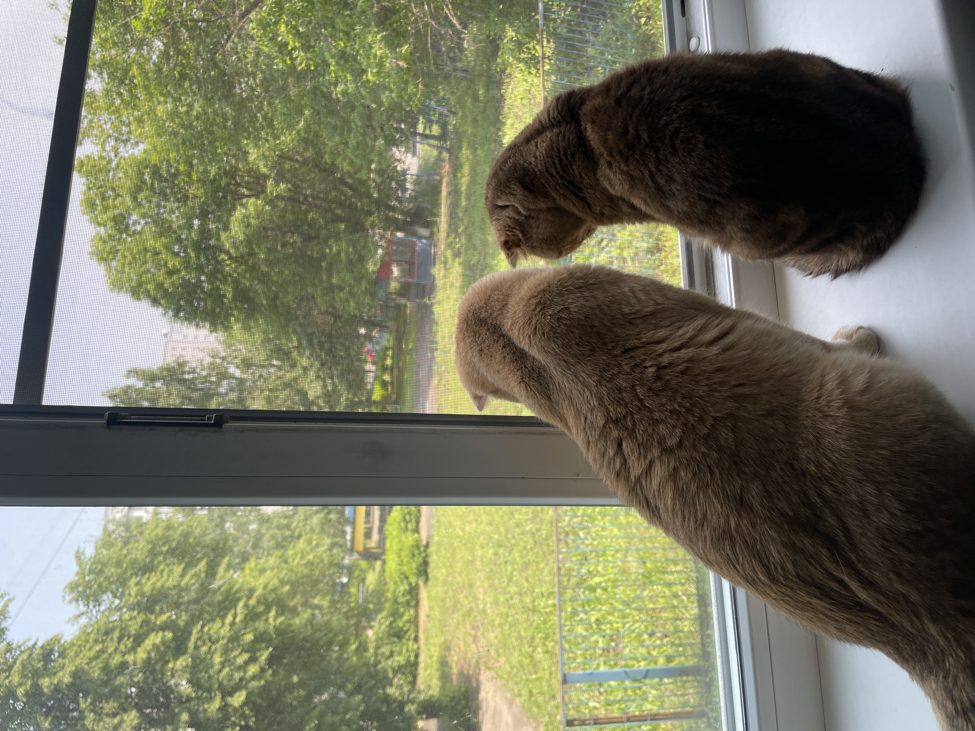 Two cats, one light brown and one dark brown, are sitting on a white windowsill, looking out a window at a green, leafy outdoor environment. The window has a screen. The background shows trees, grass, a fence, and a building in the distance. The lighting suggests it is daytime. The cats are positioned with their backs to the camera, facing the outdoors. The overall scene appears to be a residential urban or suburban setting.