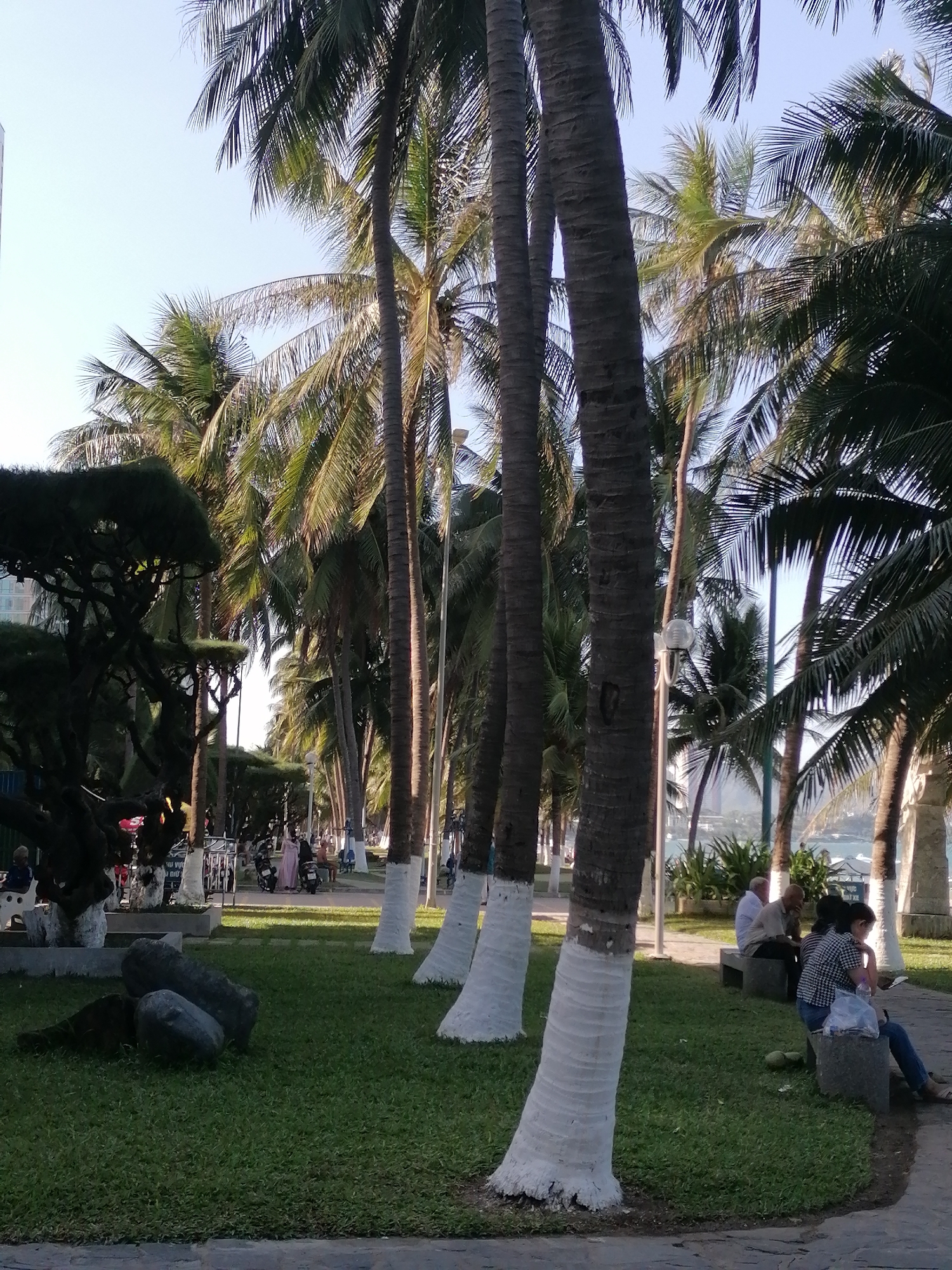 The scene is a park or public area in Nha Trang Ward, Vietnam. Several tall palm trees with whitewashed trunks are visible, casting shadows on the green lawn. People are present: some are seated on benches, while others are walking or riding scooters in the background. Bicycles are parked nearby. In the distance, the sea and possibly buildings are visible. The weather is clear, and the environment is generally tranquil.