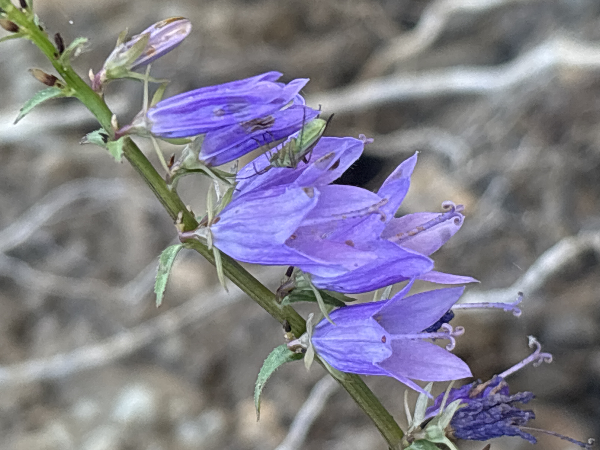 A close-up, eye-level shot captures a branch of purple bell-shaped flowers with green stems. The flowers are in various stages of bloom, with some fully open and others still buds. A small green insect is visible on one of the flowers. The background is a blurred, muted gray and brown, suggesting a natural outdoor environment. The image does not depict any elements that would place it specifically within the city of Sochi, Russia, or any urban setting.