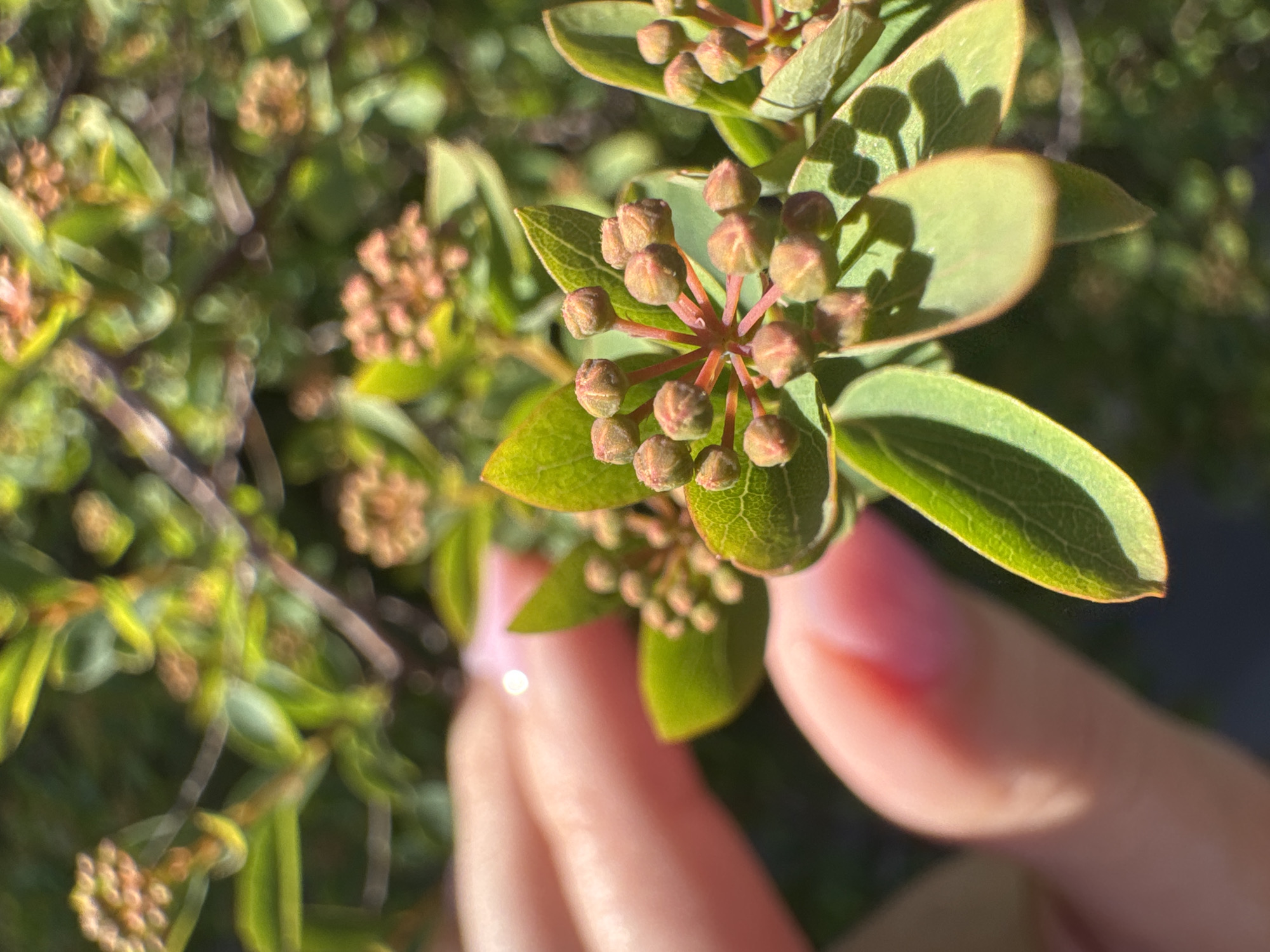 A close-up, outdoor shot captures a person's hand gently touching a plant with small green leaves and numerous tightly clustered, reddish-brown flower buds. The hand, with light pink polished nails, holds or rests near a central branch of the plant, which is in sharp focus. The background is softly blurred, showing more green foliage and indistinct shapes of other plant parts, creating a bokeh effect. Bright sunlight illuminates the scene, casting clear shadows on the leaves, indicating a sunny day. The overall impression is one of natural beauty and a delicate interaction with flora, possibly in a garden or natural setting within Kryvyi Rih, Ukraine. There is no visible text in the image.